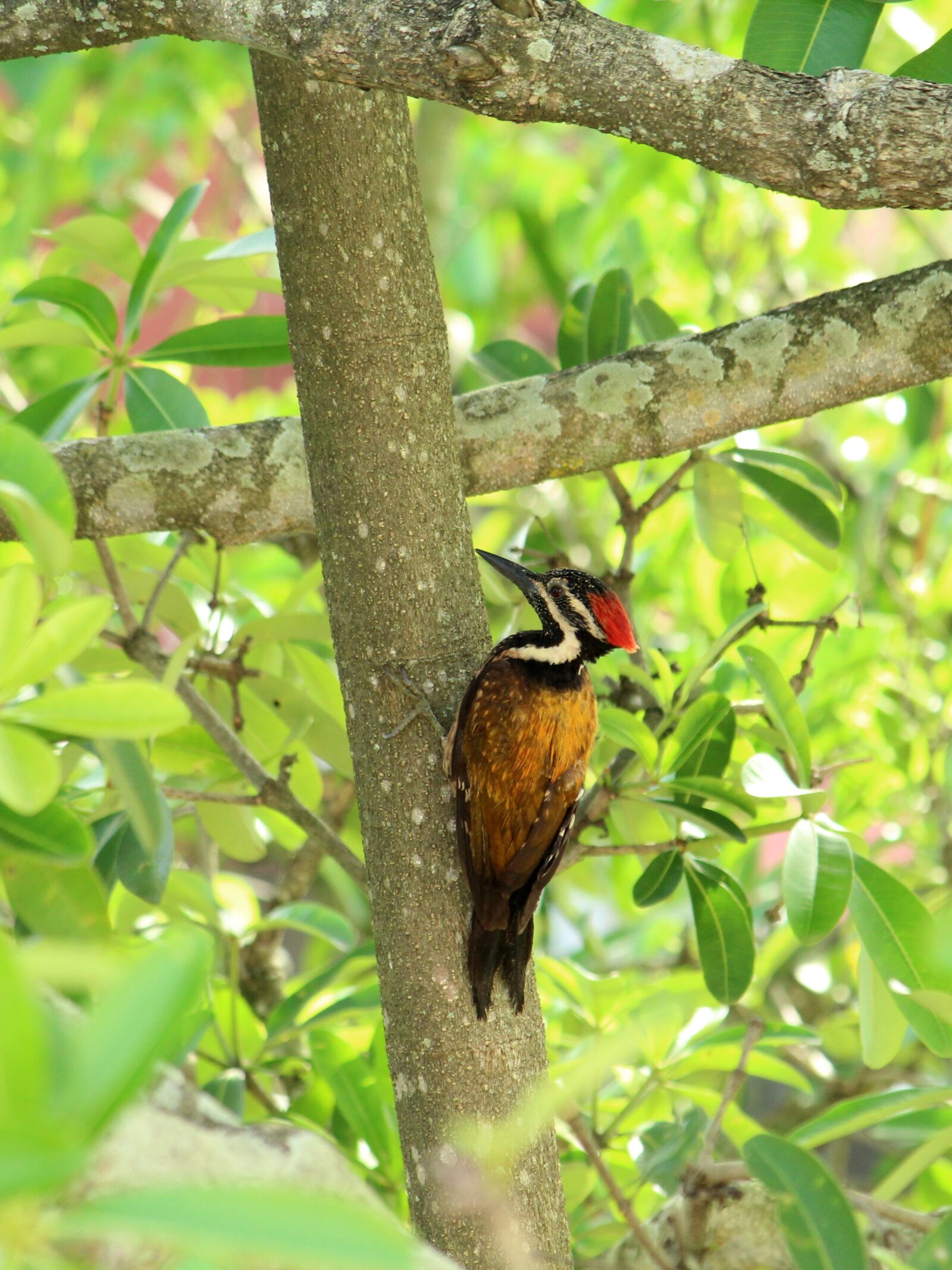Canon EOS 1300D (EOS Rebel T6 / EOS Kiss X80) sample photo. Kerala, india, bird photography