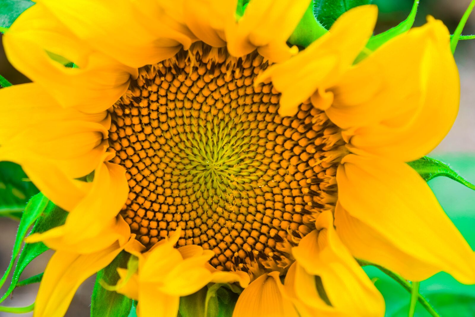 Nikon D5300 sample photo. Sunflowers, flower, sunflower photography