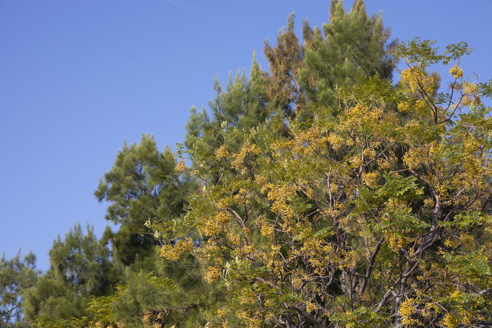 Canon RF 85mm F1.2L USM sample photo. Tree, nature, leaves photography