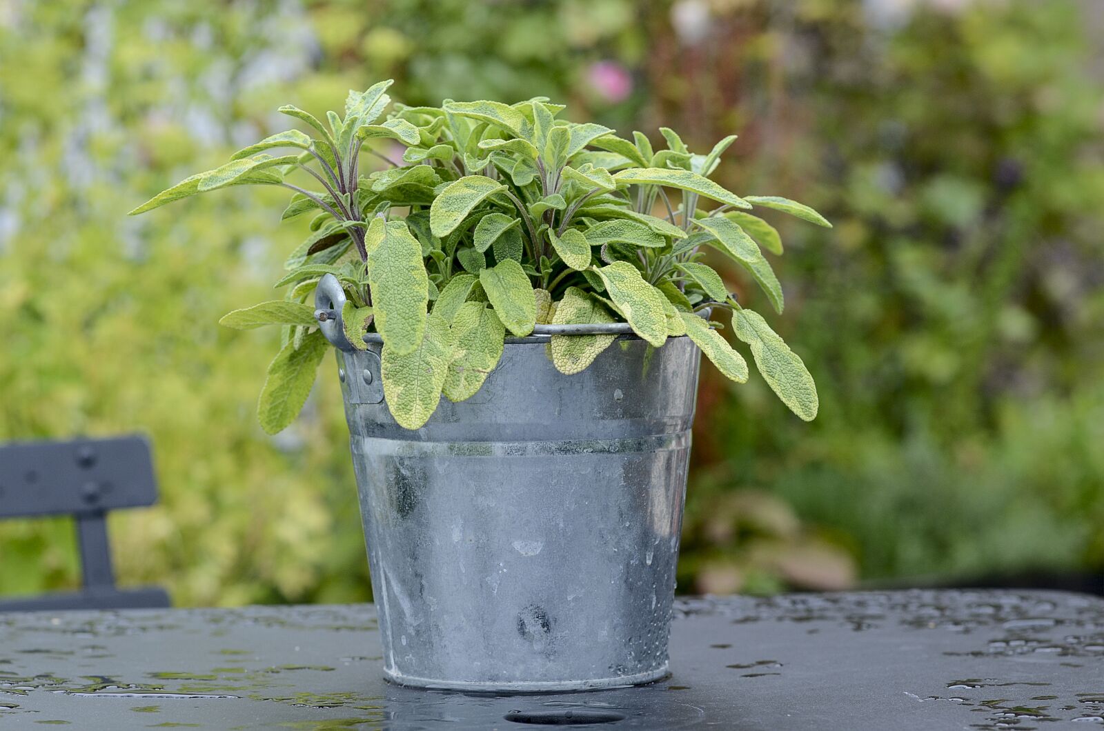 Nikon D7000 sample photo. Plants, green, plant photography