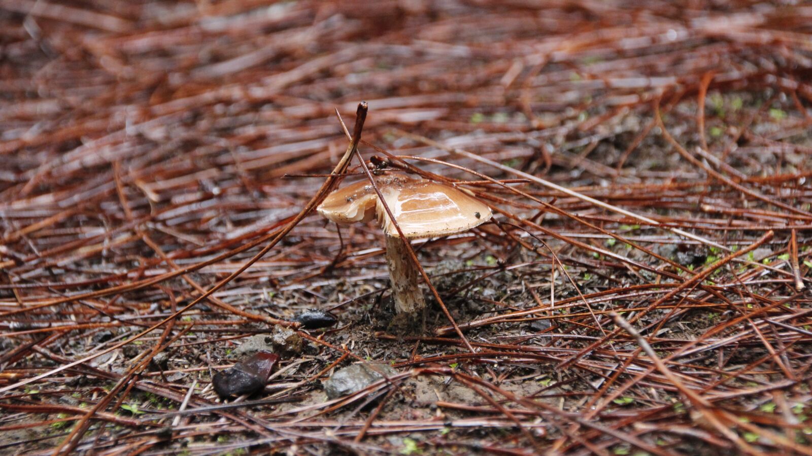 Canon EOS 600D (Rebel EOS T3i / EOS Kiss X5) sample photo. Mushroom, woods, forest photography