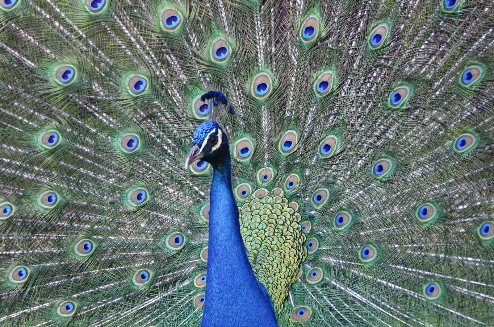 Nikon D7000 sample photo. Peacock, feather, bird photography