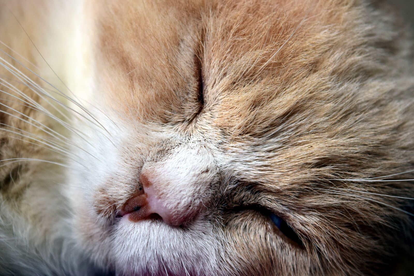 Nikon D3300 sample photo. Cat, kitten, animal, cute photography