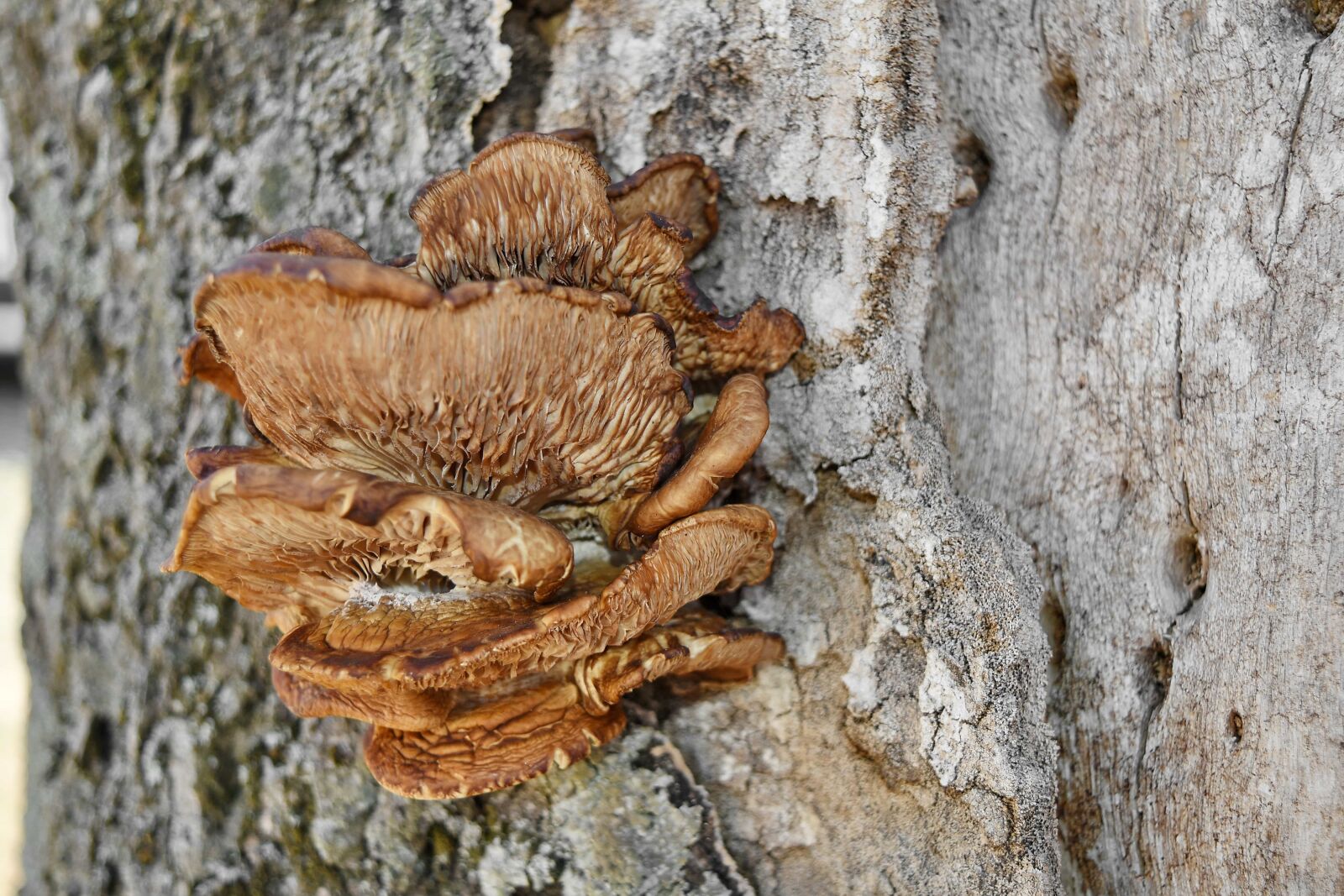 Nikon D5500 sample photo. Mushroom, fungus, wood, organism photography