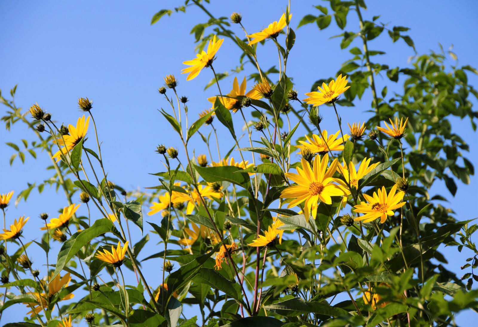 Sony SLT-A58 sample photo