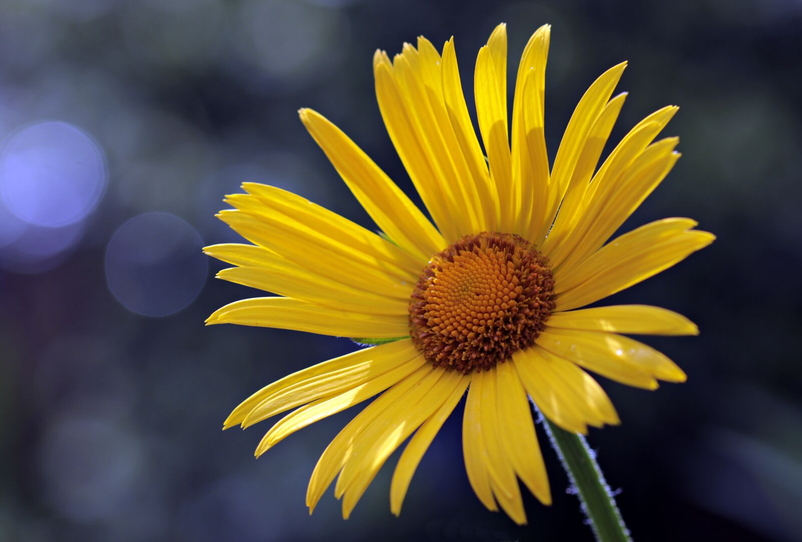 Canon EOS 80D sample photo. Flower, daisies, blossom photography