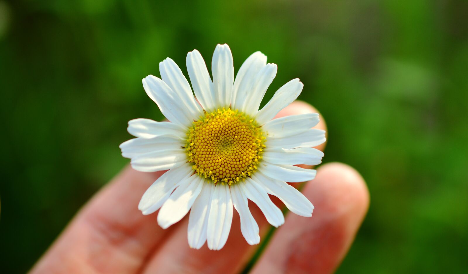 Nikon D5200 sample photo. Marguerite, white marguerite, hand photography