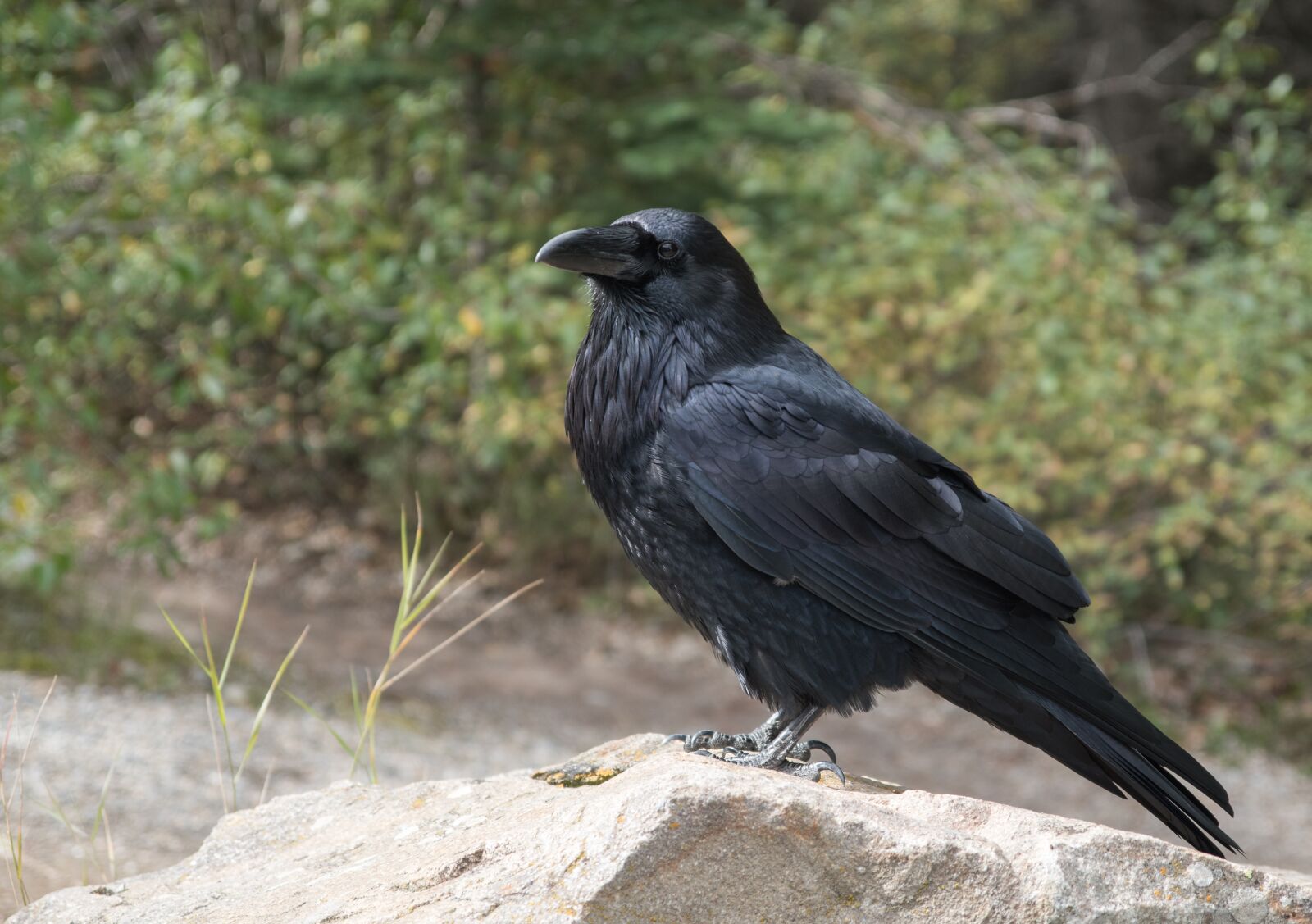 Nikon D5500 sample photo. Raven, crow, bird photography