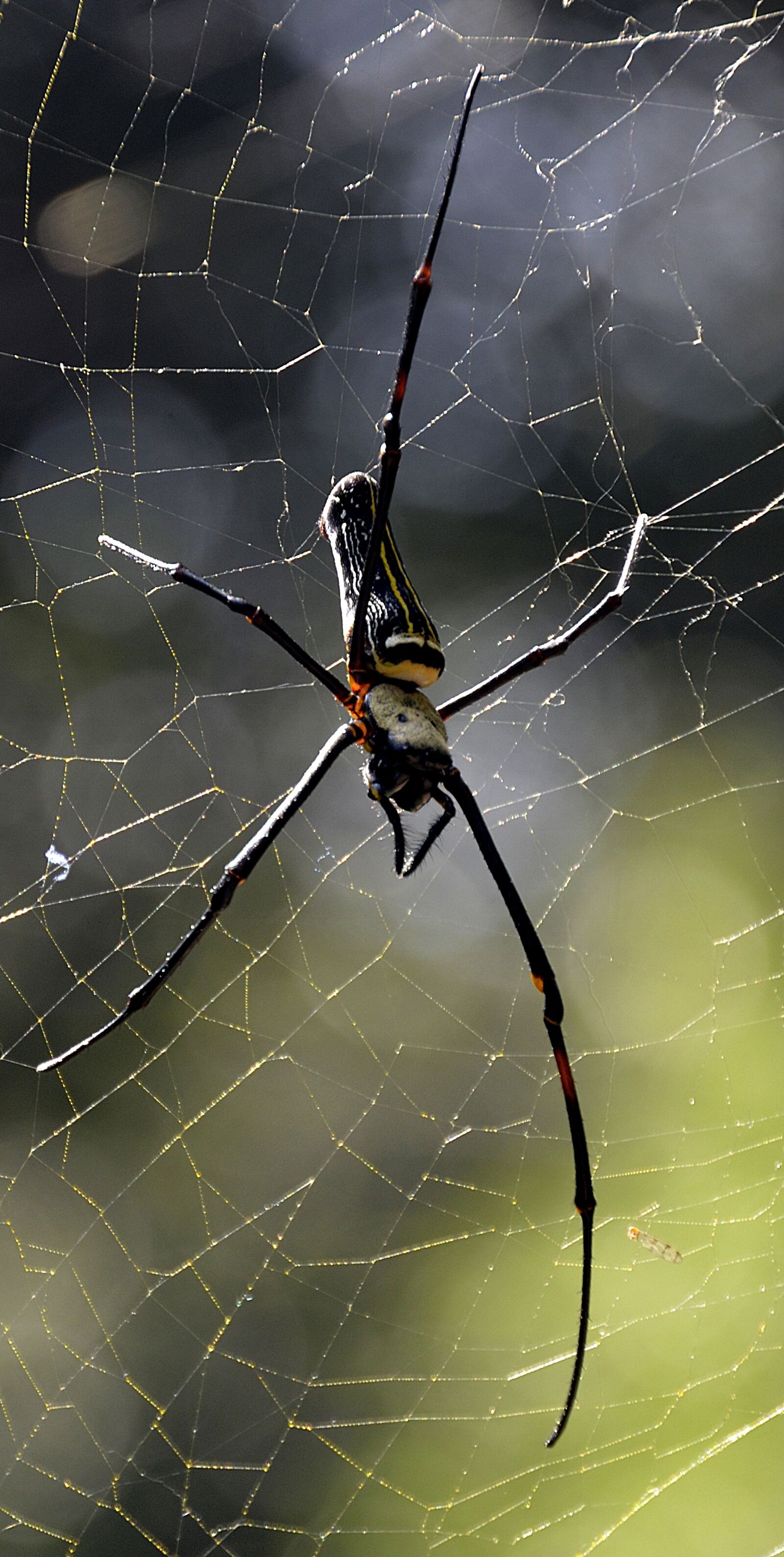 Nikon D5100 sample photo. Spider, web, large photography