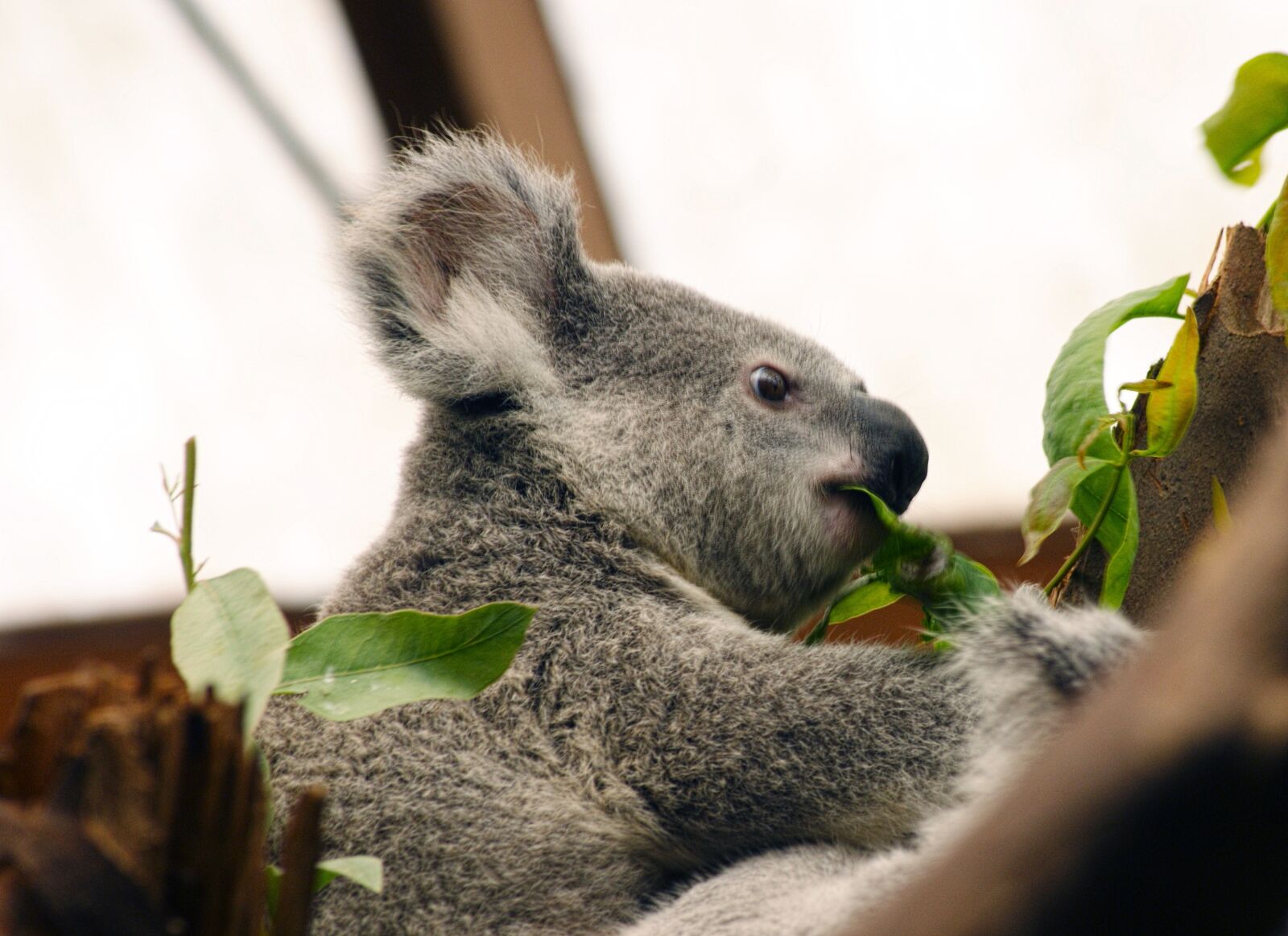 Sony Alpha DSLR-A390 sample photo. Koala, australia, animal photography