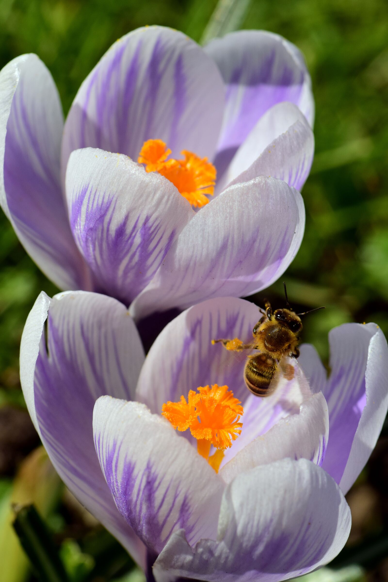 Nikon D3300 sample photo. Crocus, spring, blossom photography