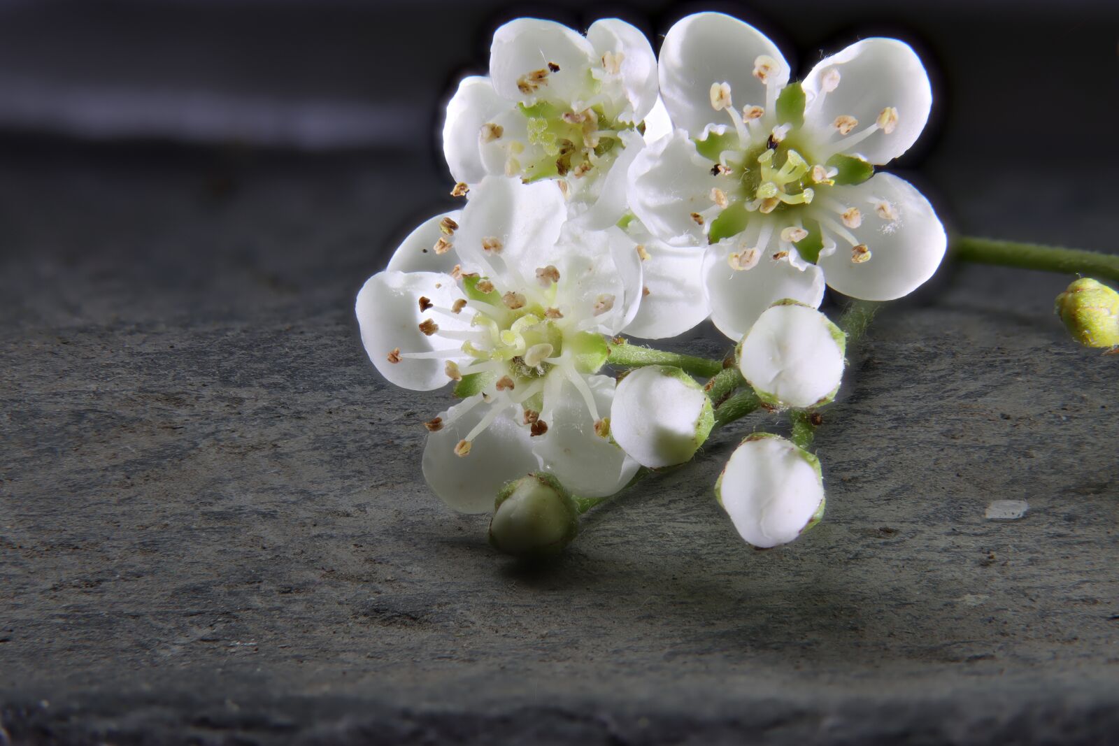 Canon EOS 90D sample photo. Blossom, bloom, hedge photography