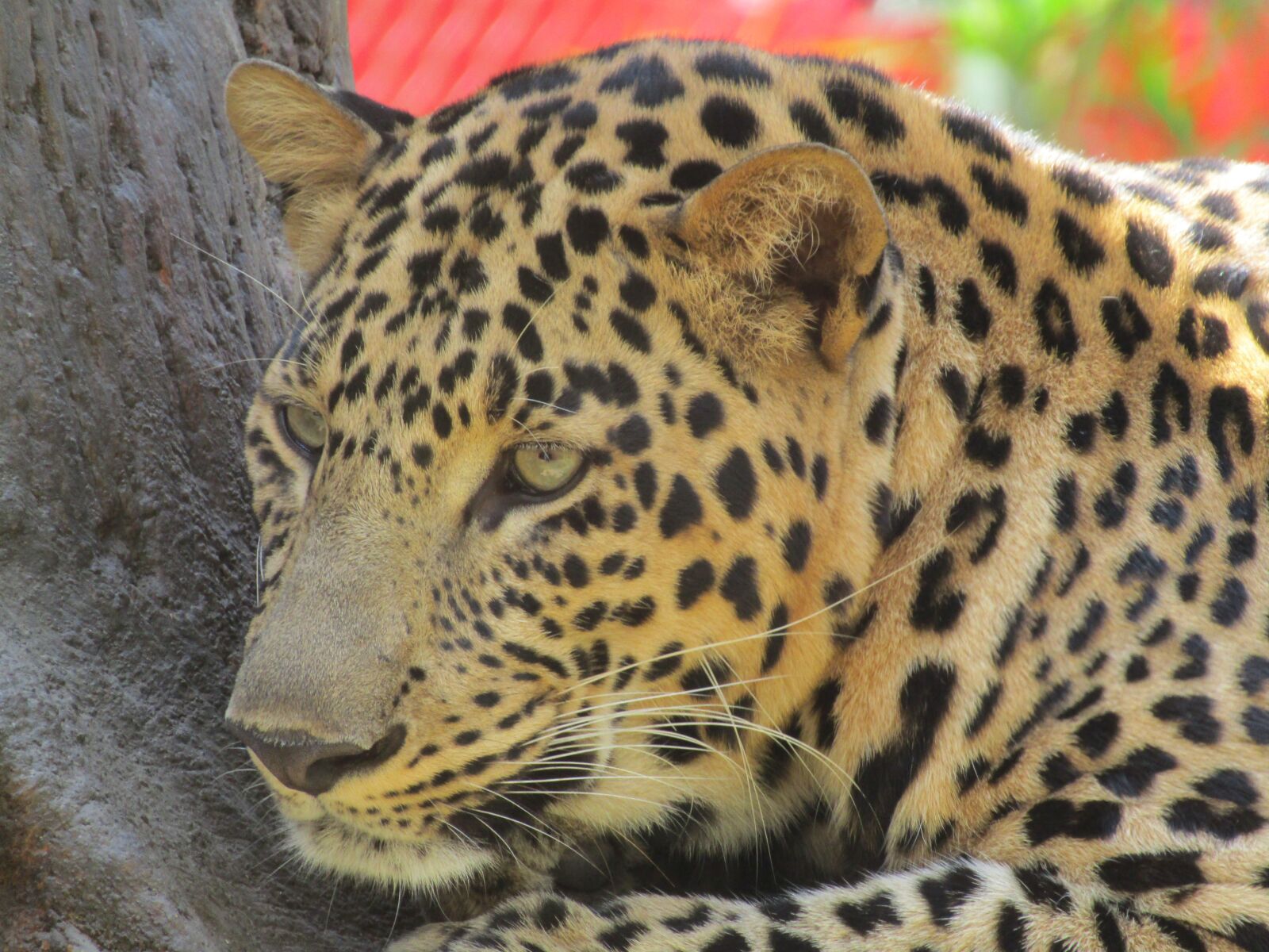 Canon POWERSHOT SX430 IS sample photo. Leopard, indian, zoo photography