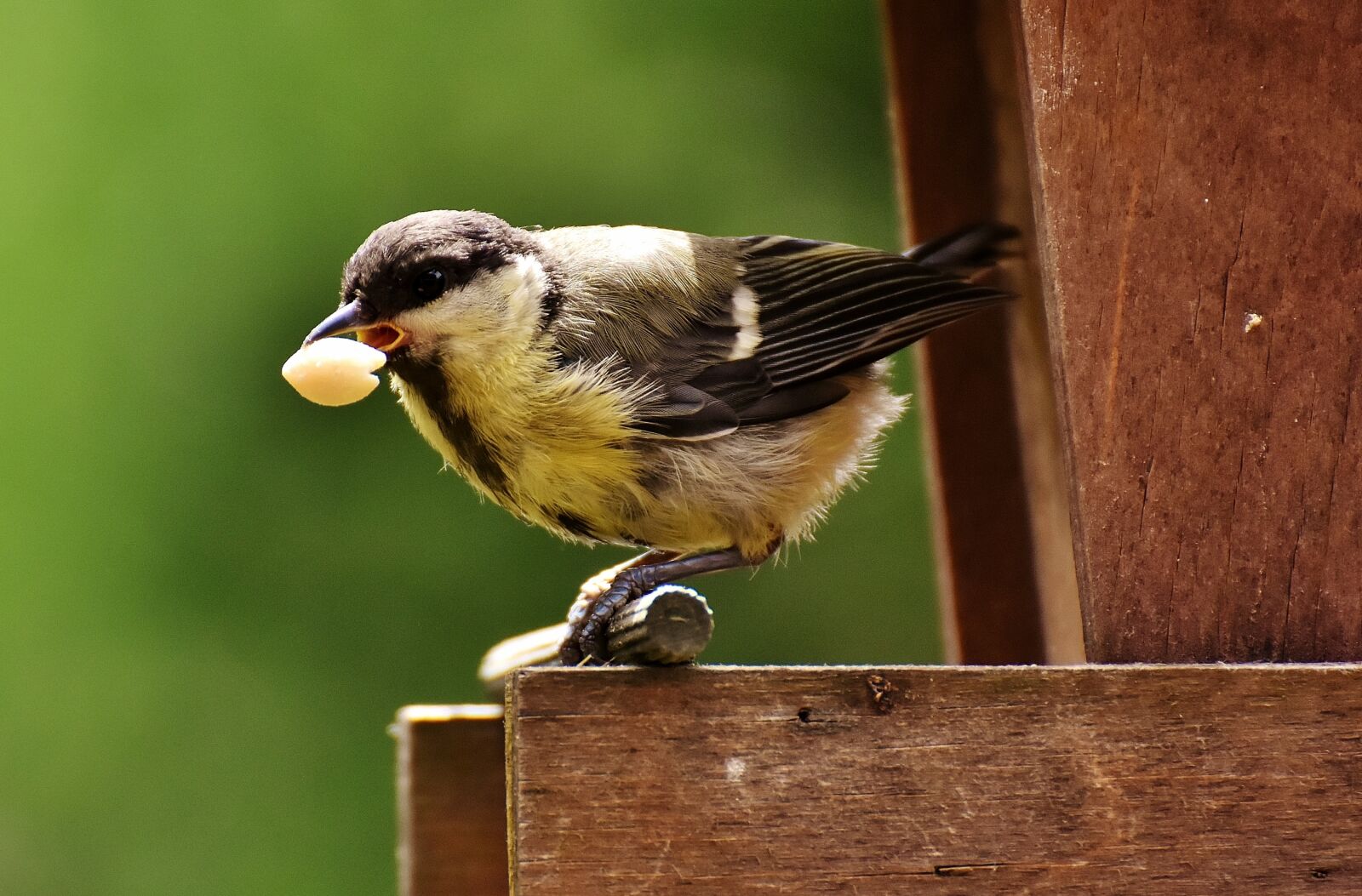 Nikon D7200 sample photo. Tit, food, peanuts photography
