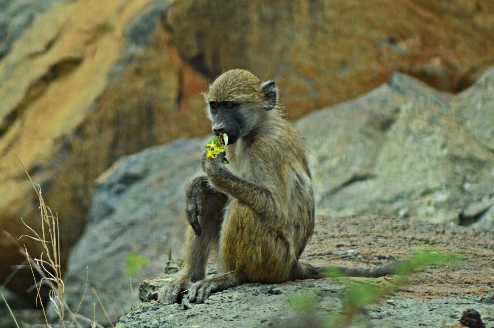 Nikon D3200 sample photo. Vervet monkey, africa, wildlife photography