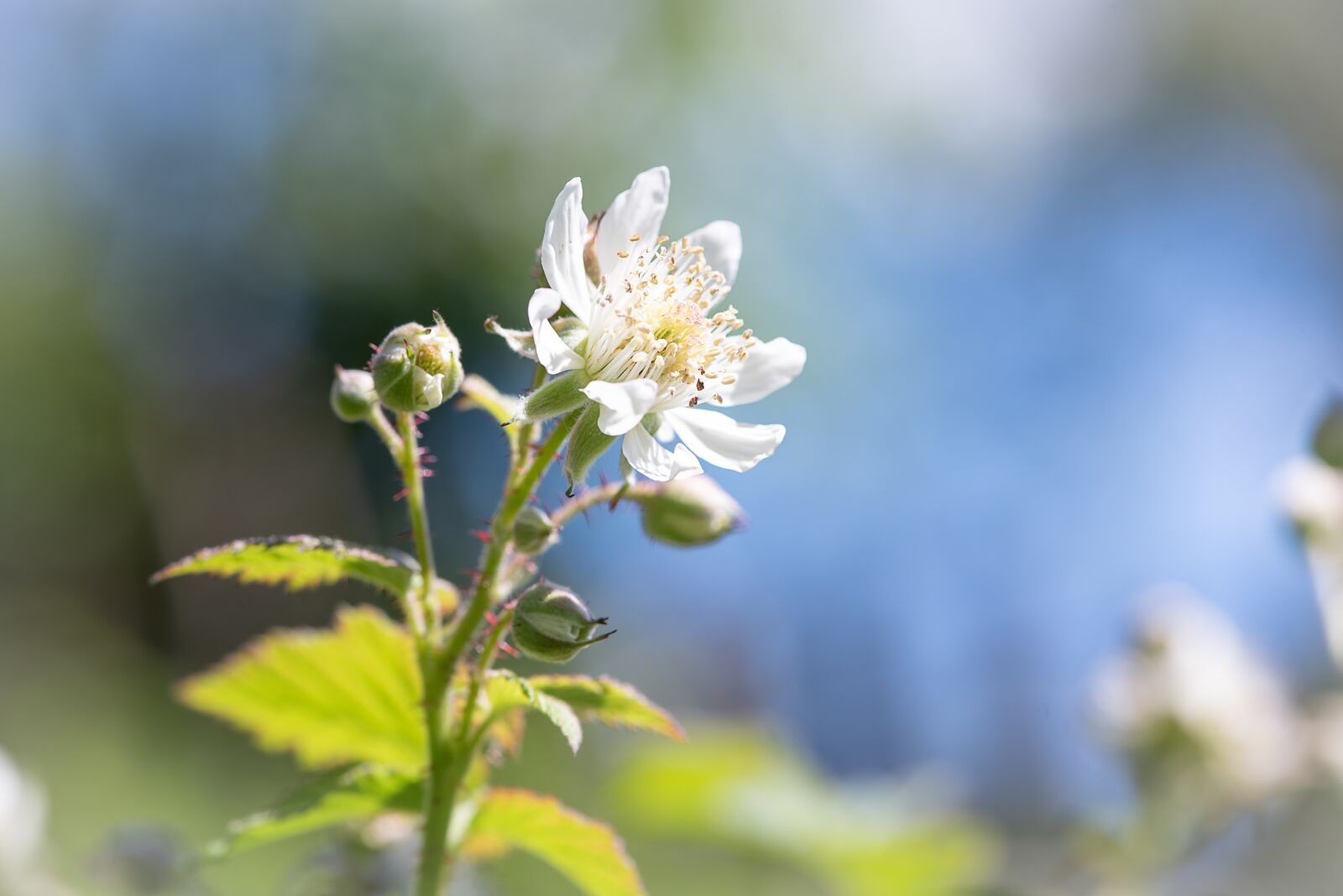 Nikon D750 sample photo. Blossom, bloom, white photography