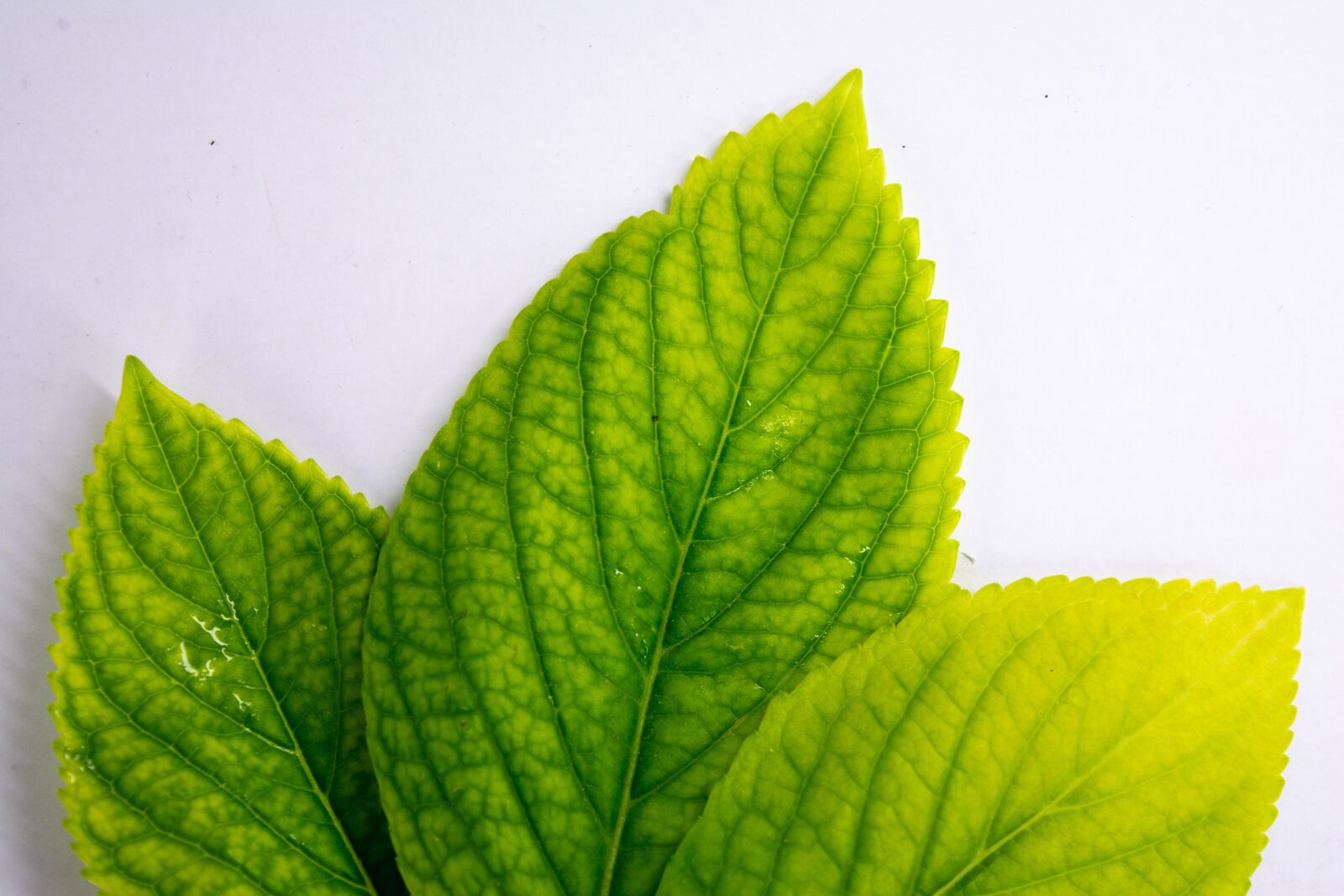 Nikon D5200 sample photo. Leaf leafs, green, white photography