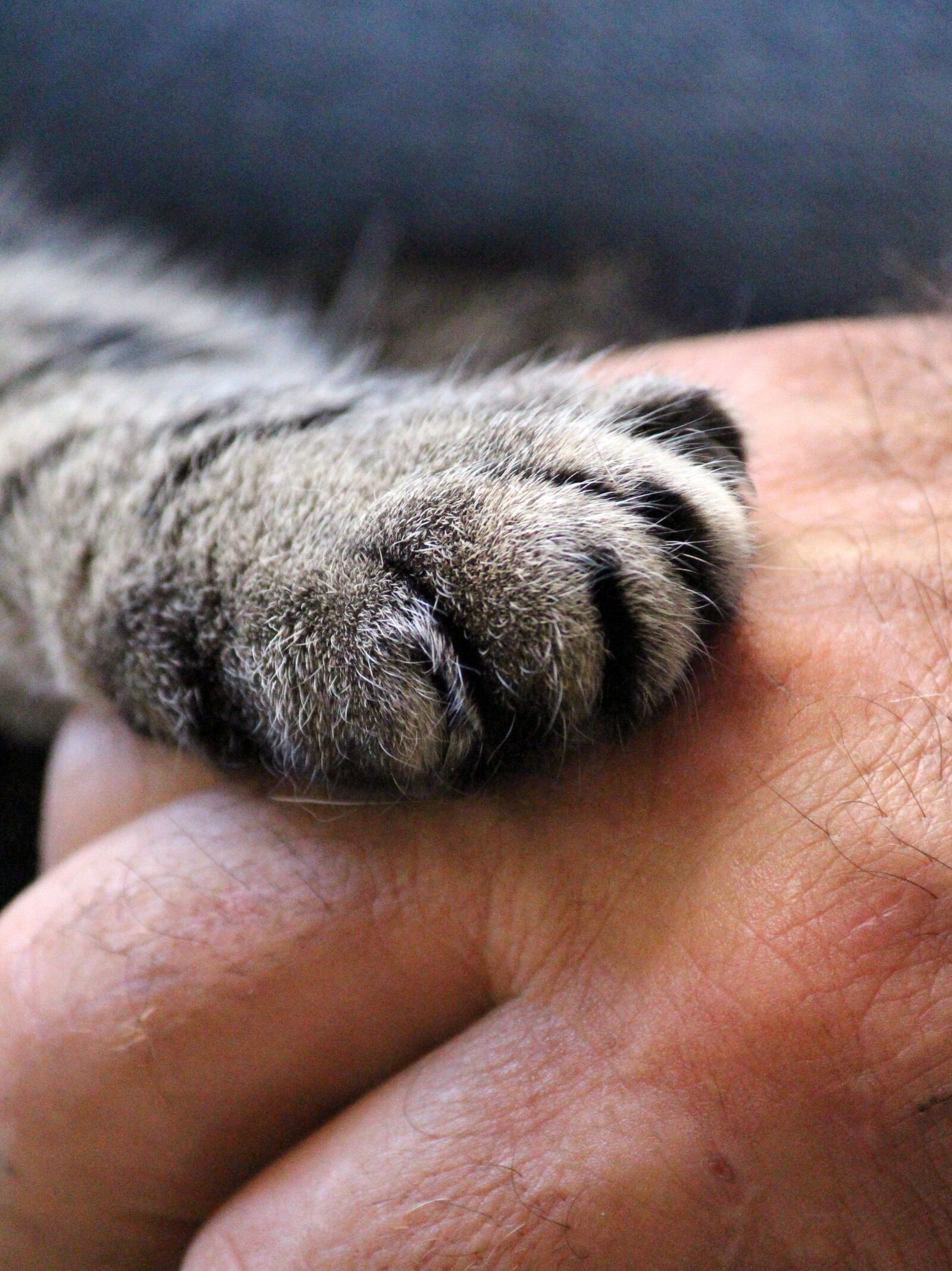 Canon EOS 650D (EOS Rebel T4i / EOS Kiss X6i) sample photo. Cat's paw, hand, cat photography