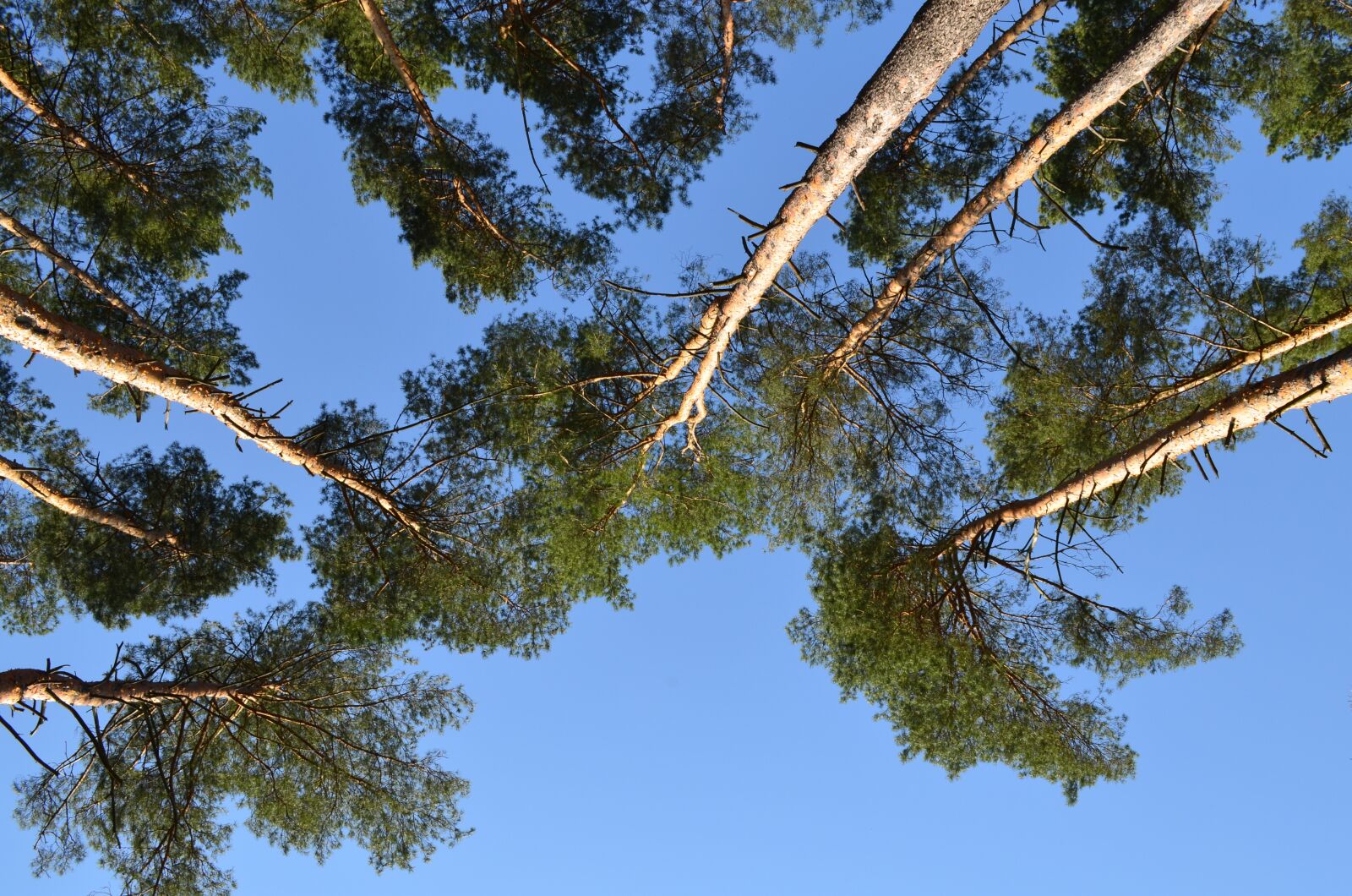 Nikon D5100 sample photo. Nature, pine, view from photography