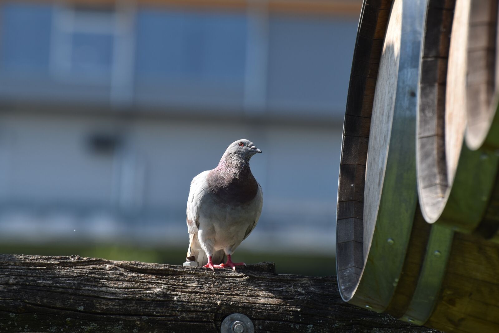 Nikon D3500 sample photo. Dove, barrel, zoo photography