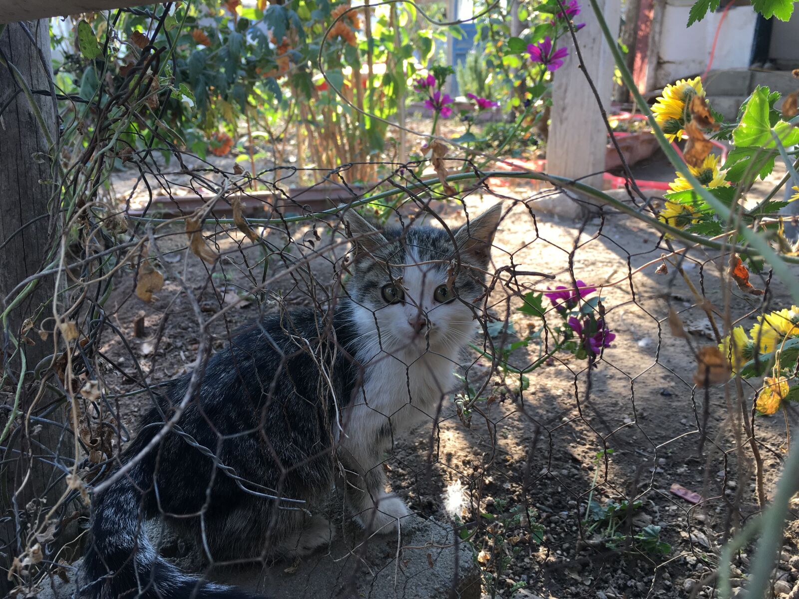 Apple iPhone 6s sample photo. Cat, puppies, cute photography
