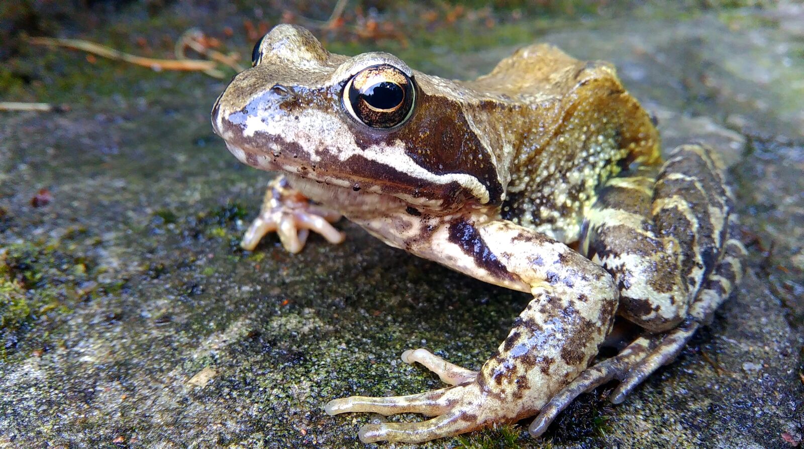 HTC DESIRE 620 sample photo. Brown, and, white, frog photography