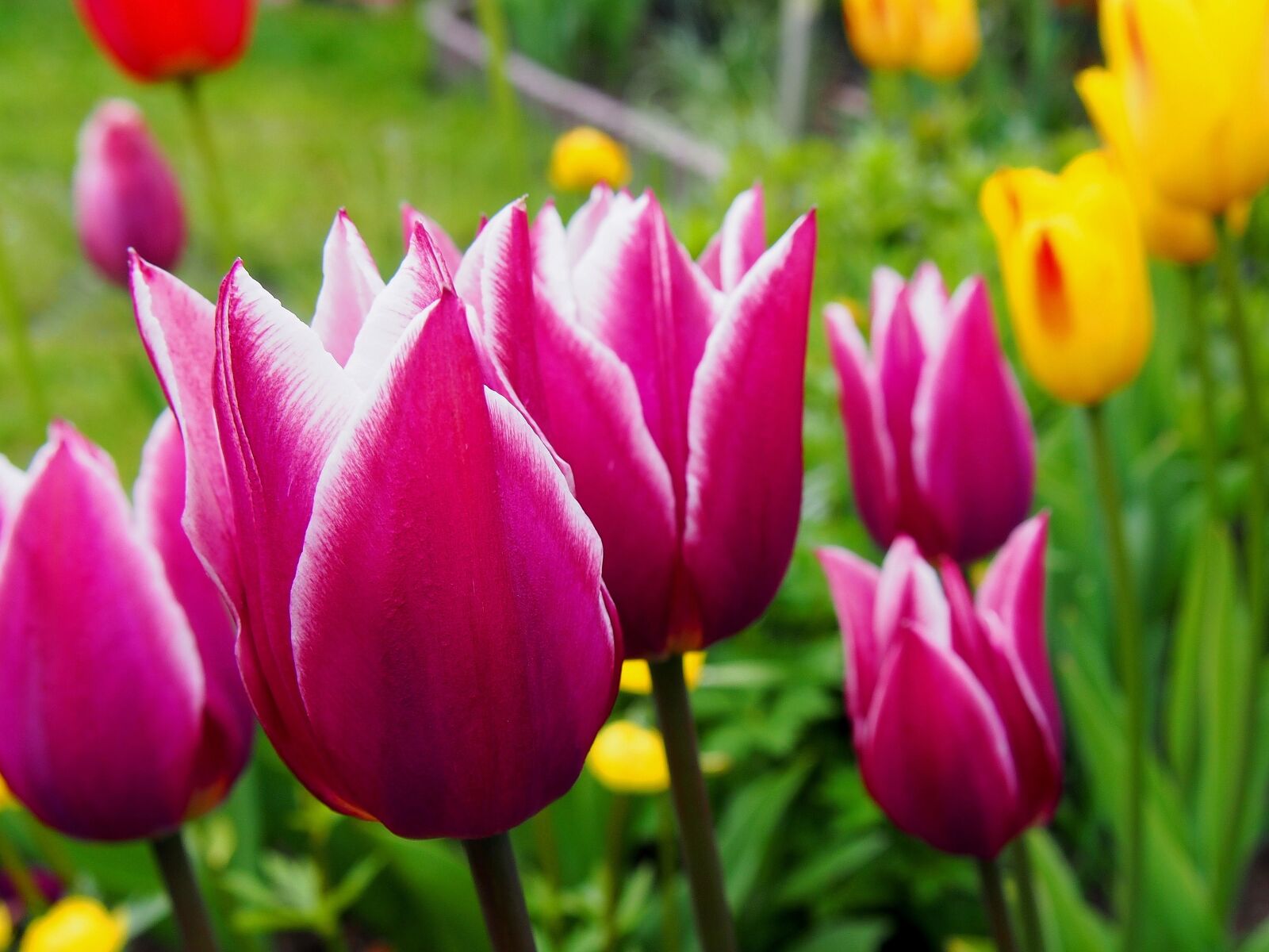 Olympus PEN E-PL6 sample photo. Tulips, tulip, flowers photography
