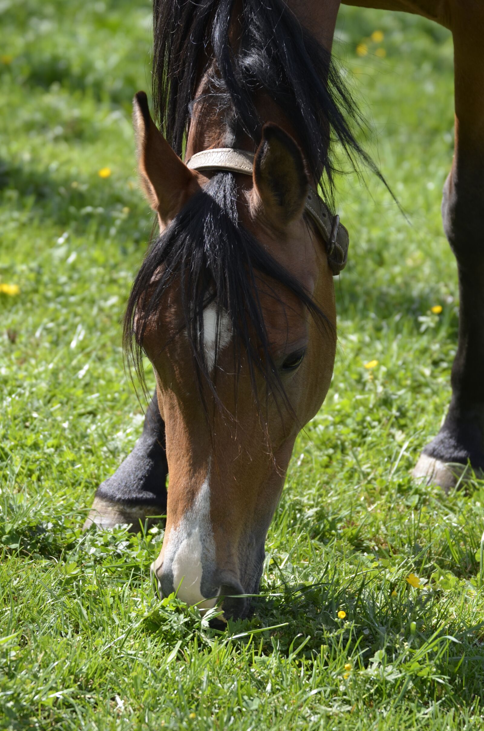 Nikon D5100 sample photo. Mare, main and state photography