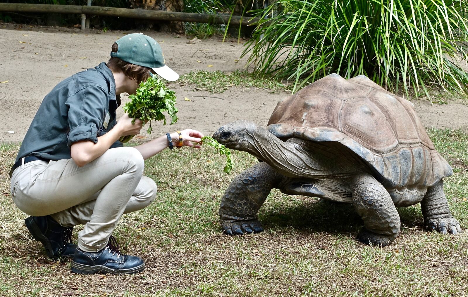 Sony Cyber-shot DSC-RX100 III sample photo. Tortoise, feeding, animal photography