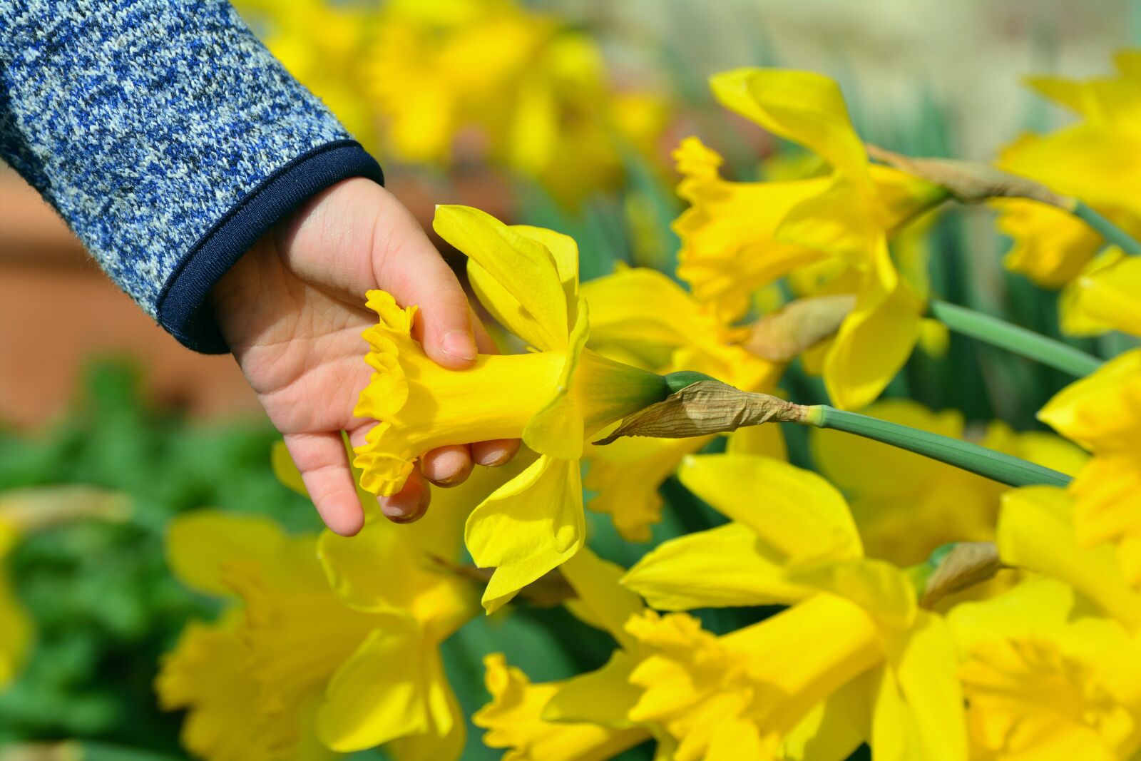 Nikon D5200 sample photo. Daffodils, osterglocken, child's hand photography
