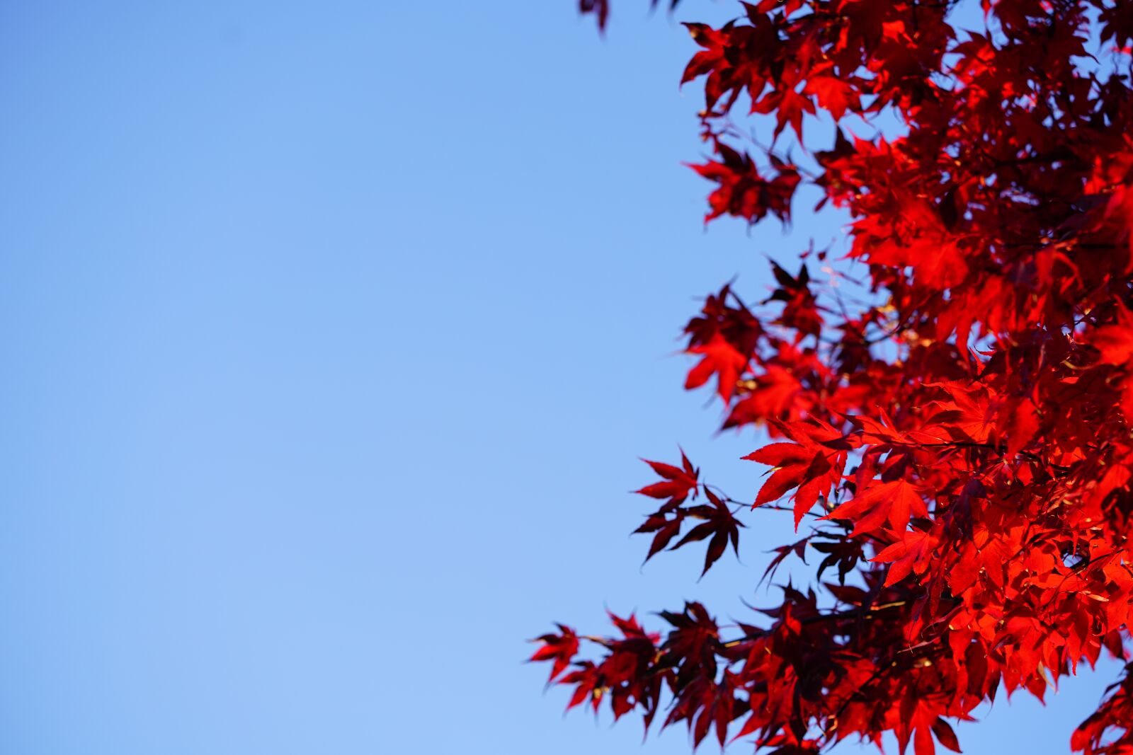 Sony a7R II + Sony FE 90mm F2.8 Macro G OSS sample photo. Fall foliage, herb tf photography
