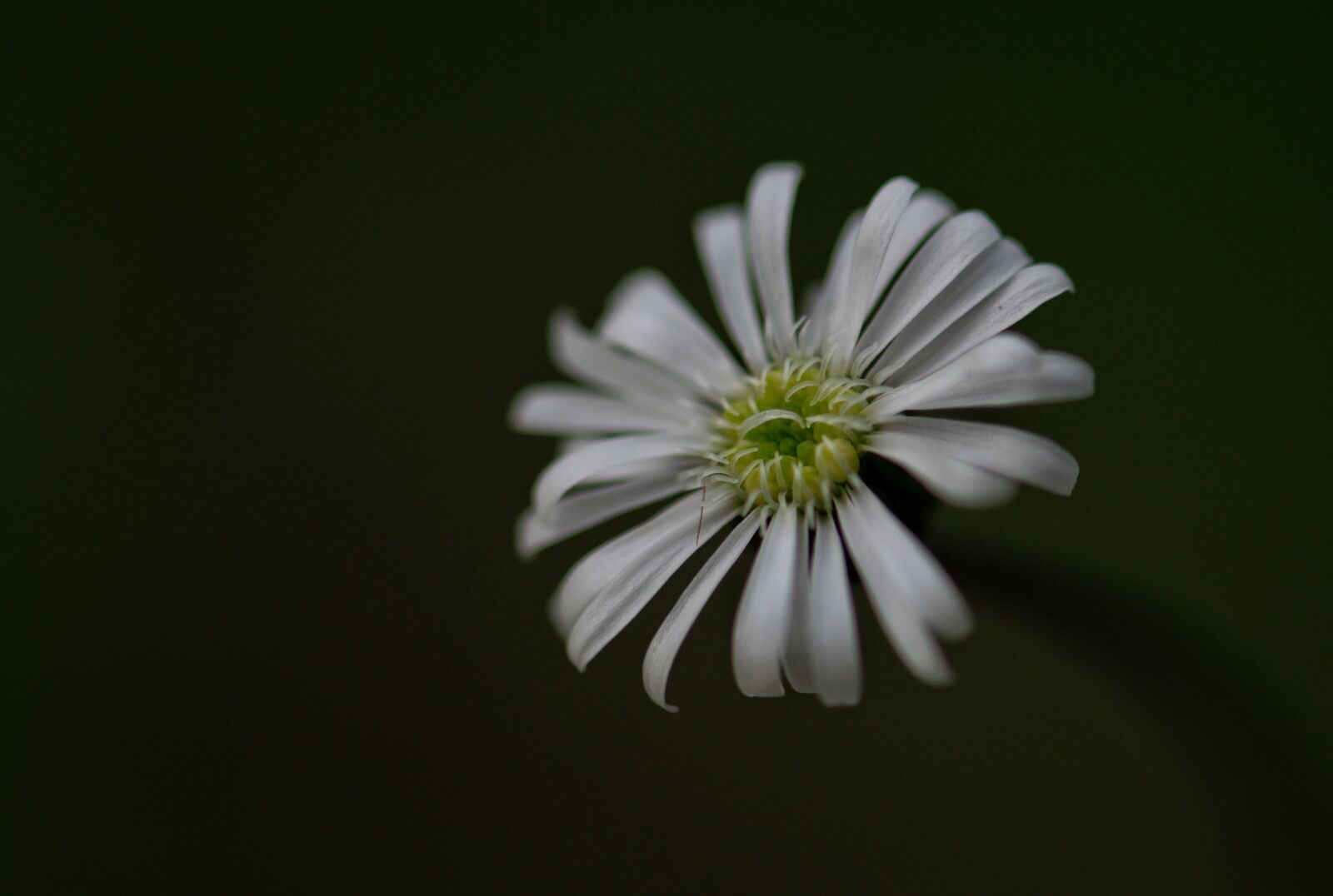 Nikon D3300 sample photo. Aster, white aster, white photography