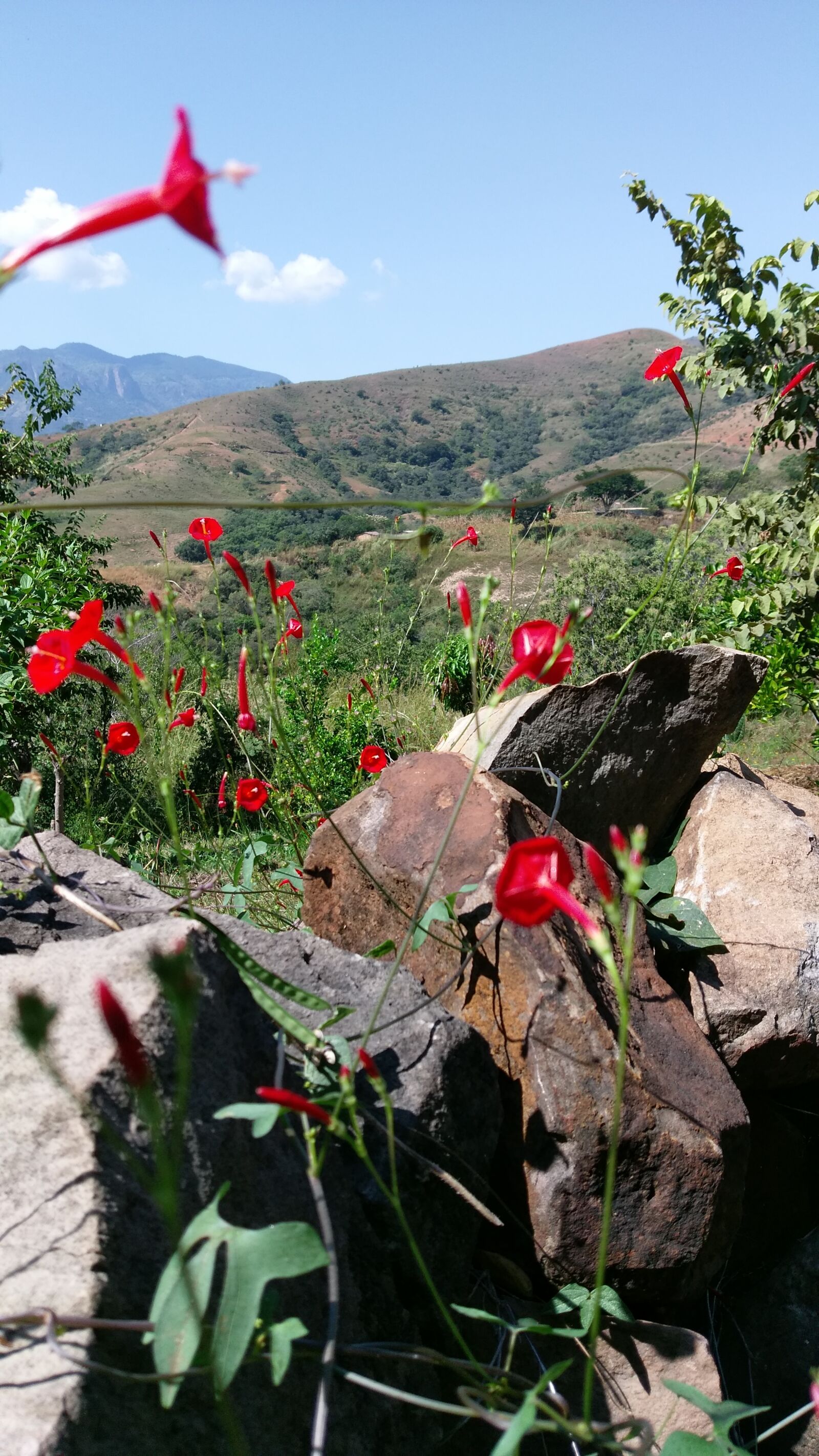 HTC ONE A9 sample photo. Flower, mountain, ranch, rock photography