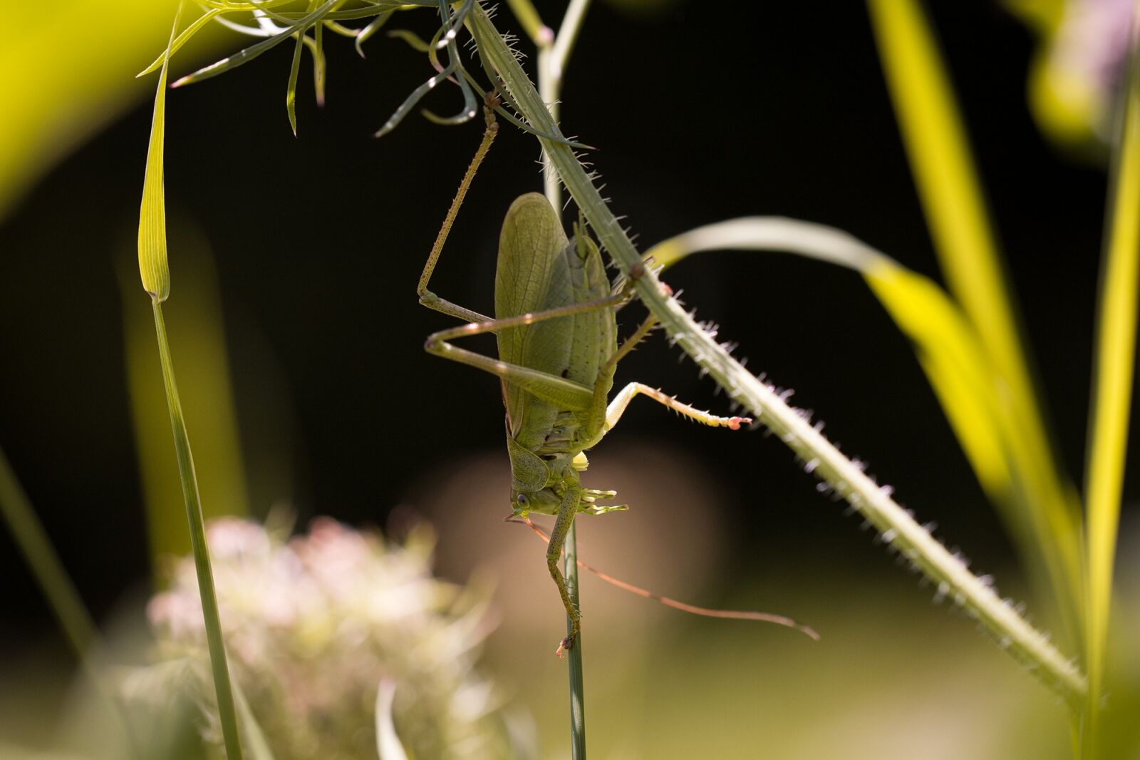 Nikon D7100 sample photo. Grasshopper, insect, animal photography