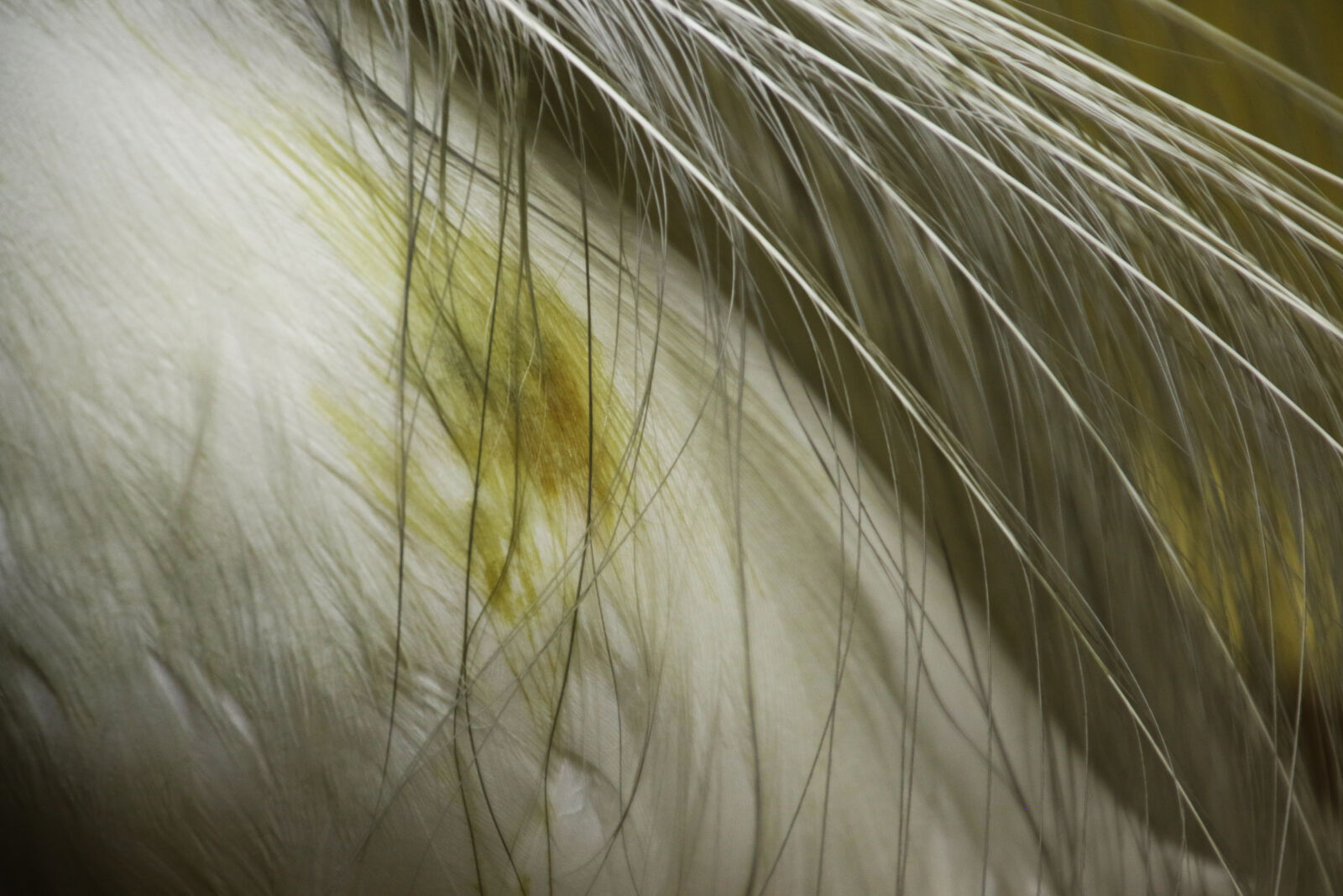 Canon EOS 7D Mark II sample photo. Animal, background, feathers, nature photography