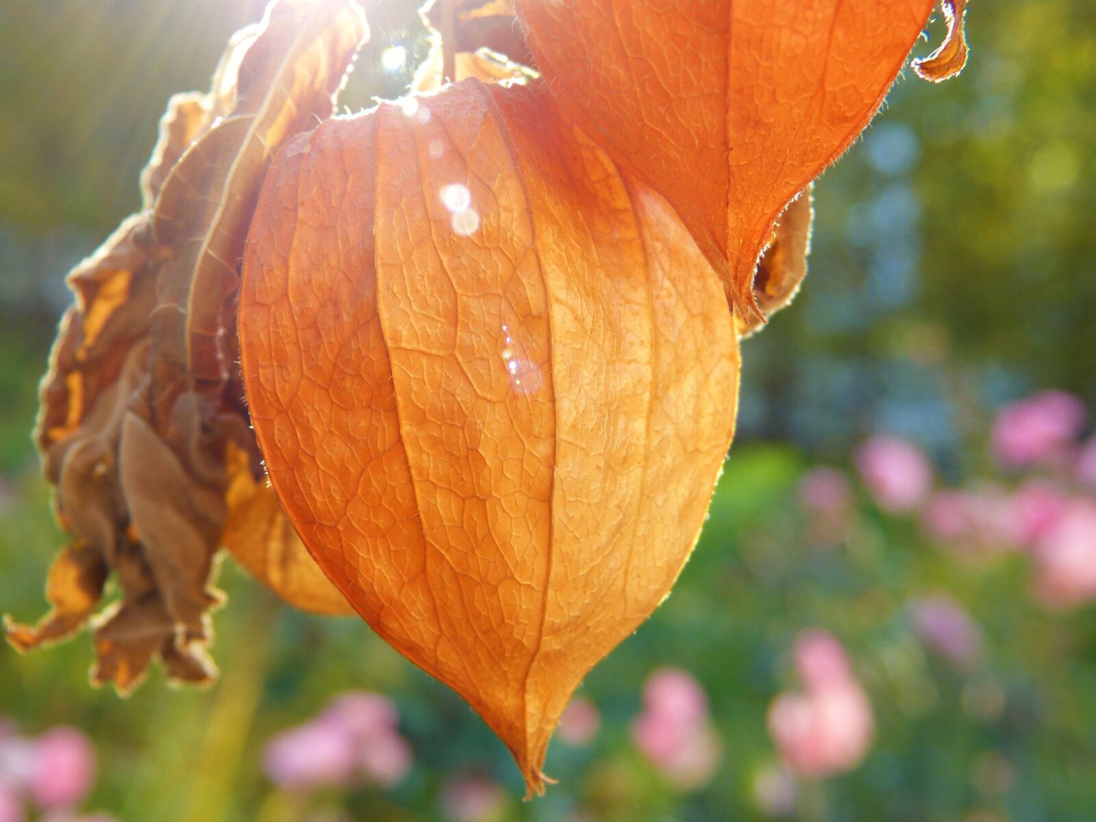 Panasonic Lumix DMC-FZ150 sample photo. Lampionblume, autumn, sunlight photography