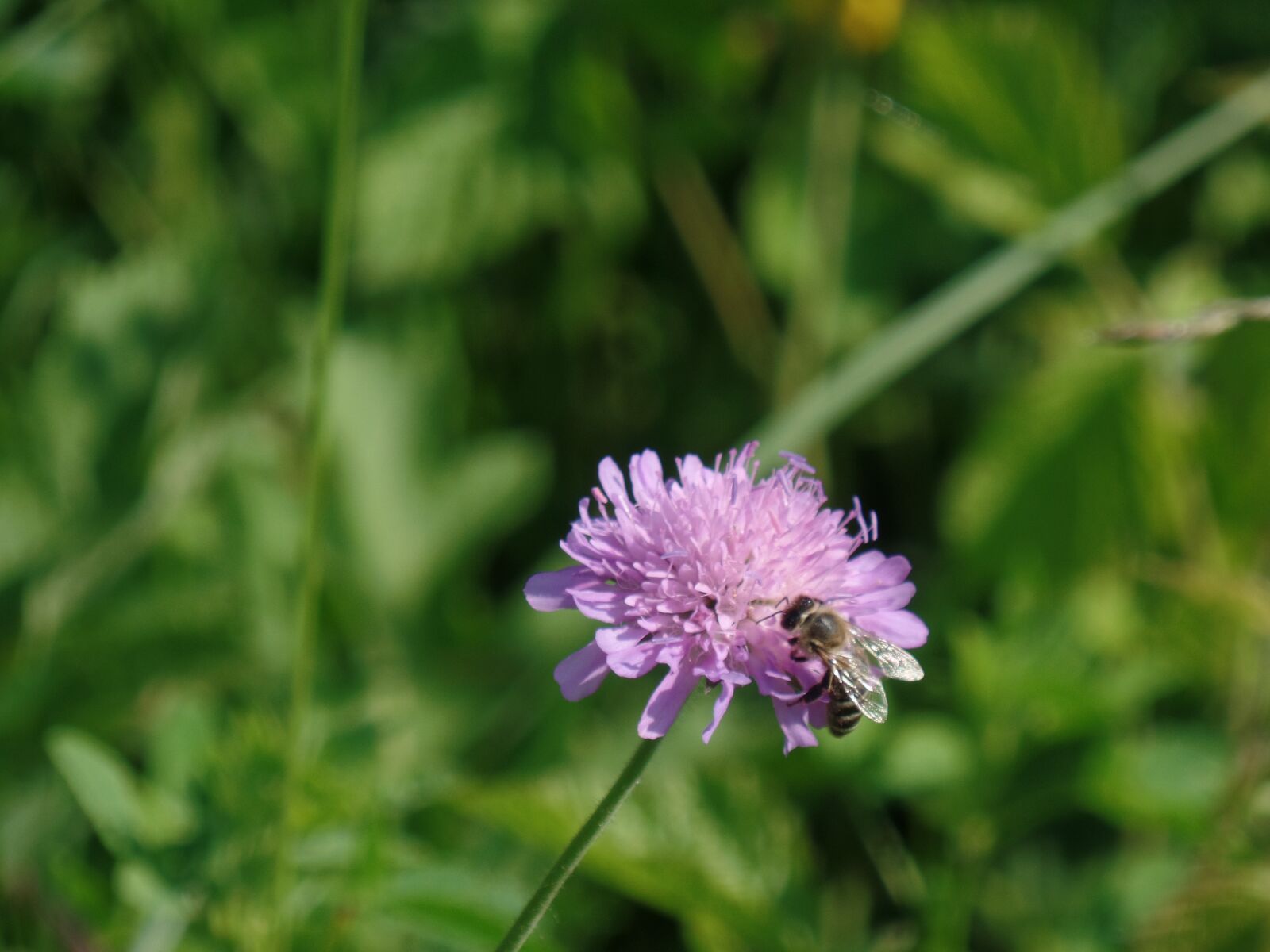 Samsung WB350F/WB351F/WB352F sample photo. Bee, flower, nature photography
