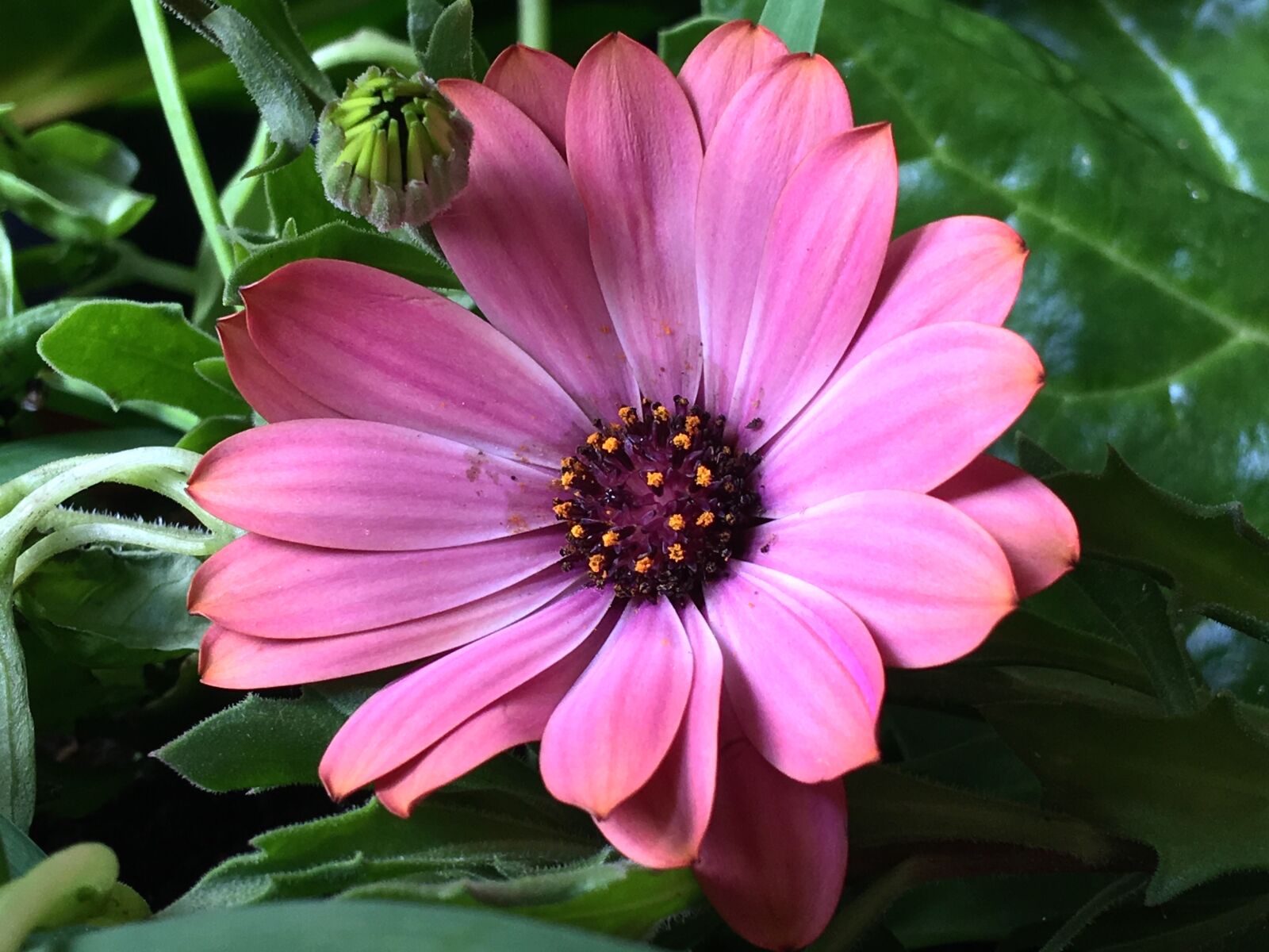 iPhone 6s Plus back camera 4.15mm f/2.2 sample photo. Pink flower, pink petals photography