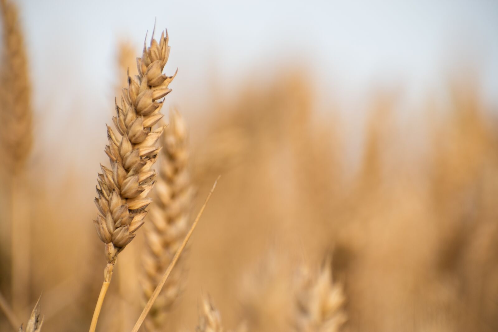 Nikon D5500 sample photo. Wheat, grain, plant photography