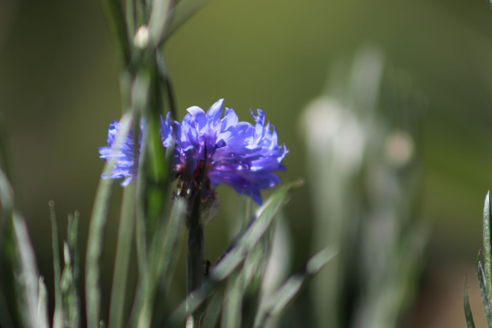 Canon EF75-300mm f/4-5.6 sample photo. Flower, nature, spring photography