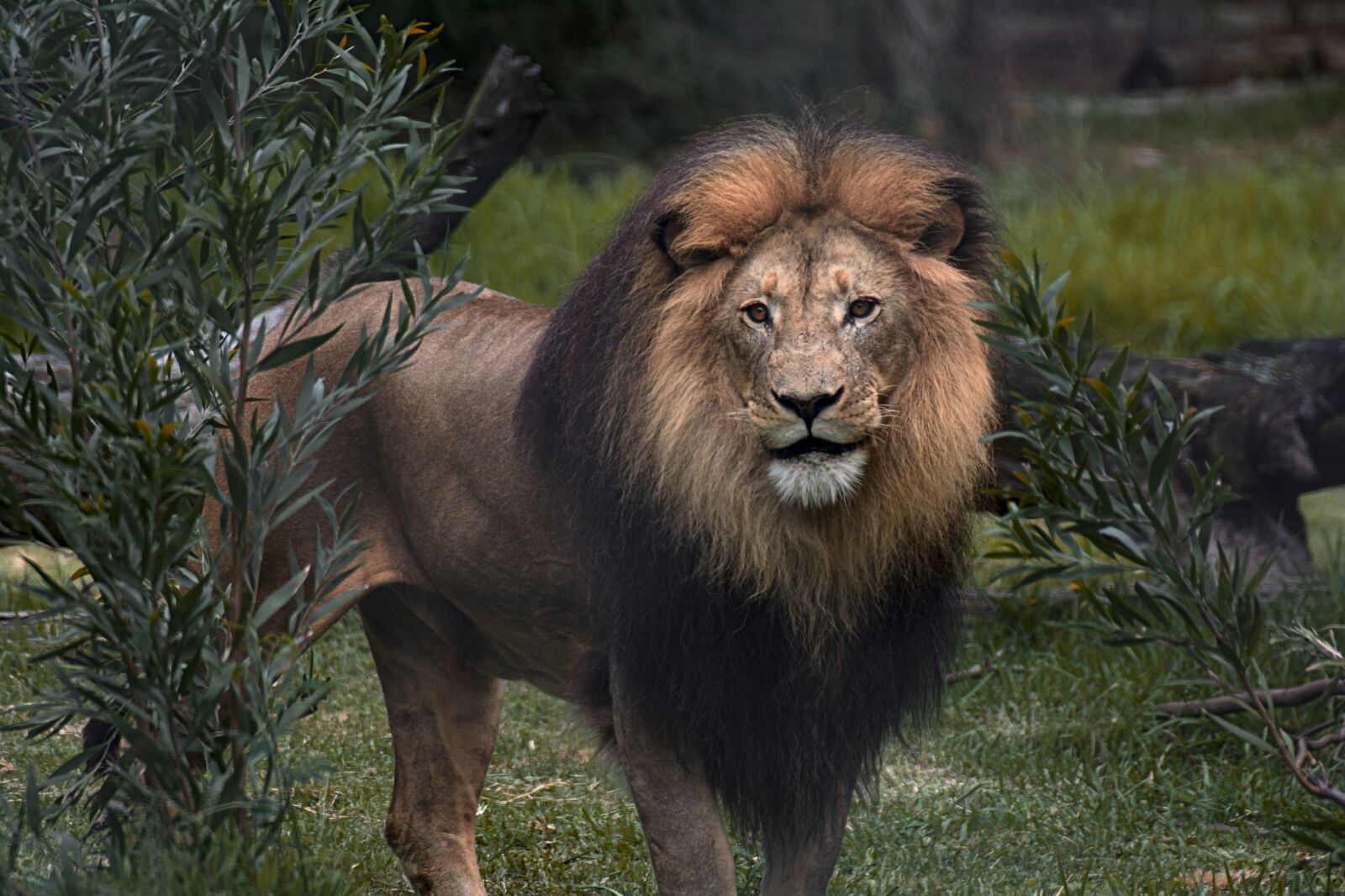Nikon D5200 sample photo. Lion, safari, africa photography