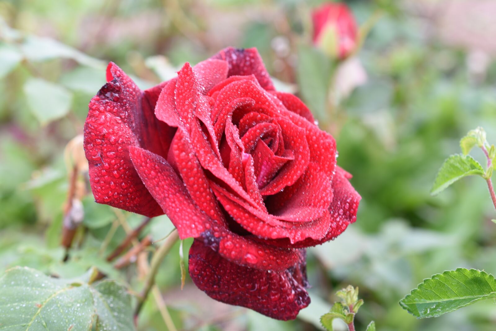 Nikon D7200 sample photo. Rose, trickle, affix photography