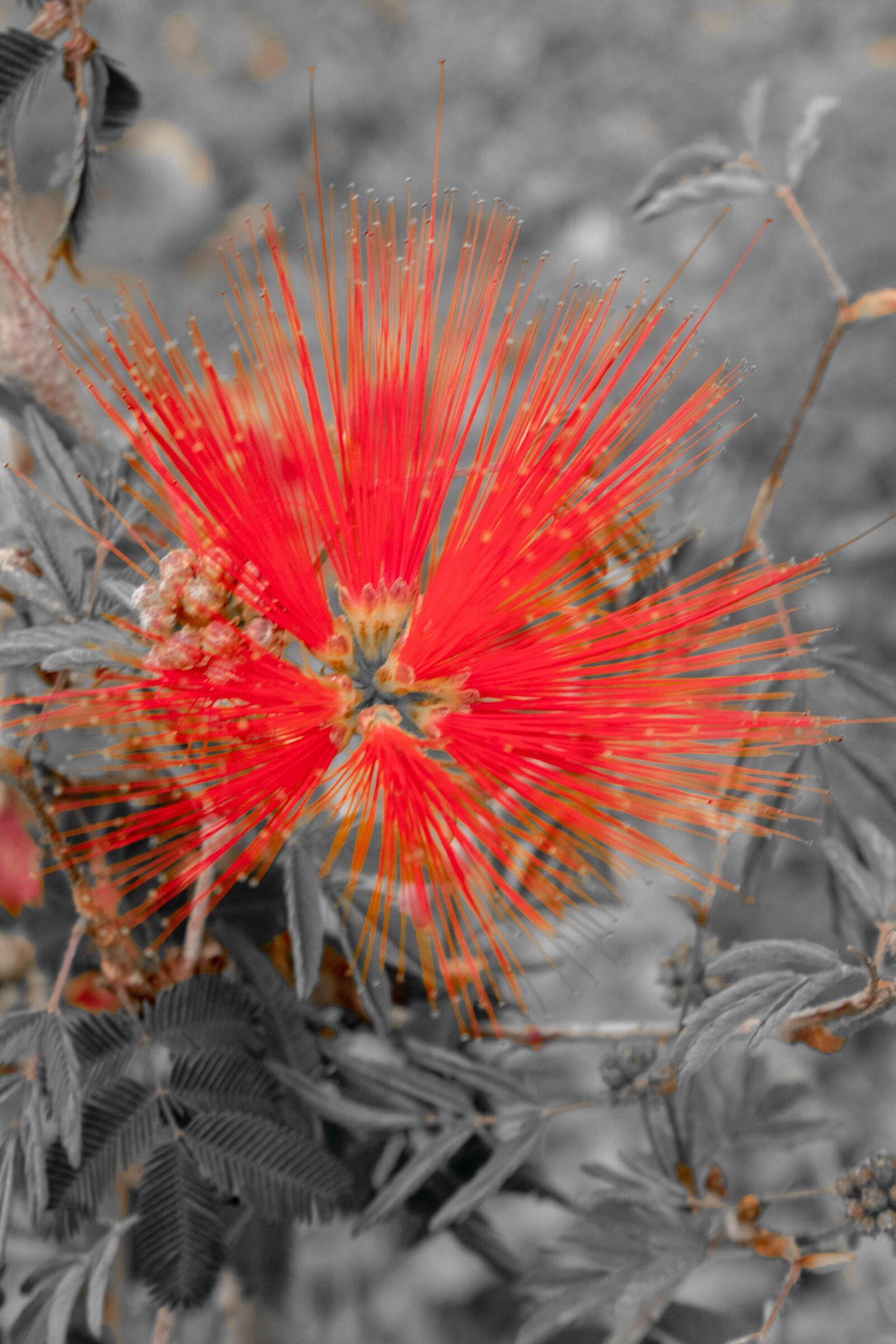 Canon EOS 200D (EOS Rebel SL2 / EOS Kiss X9) sample photo. Calliandra, flower, red flower photography
