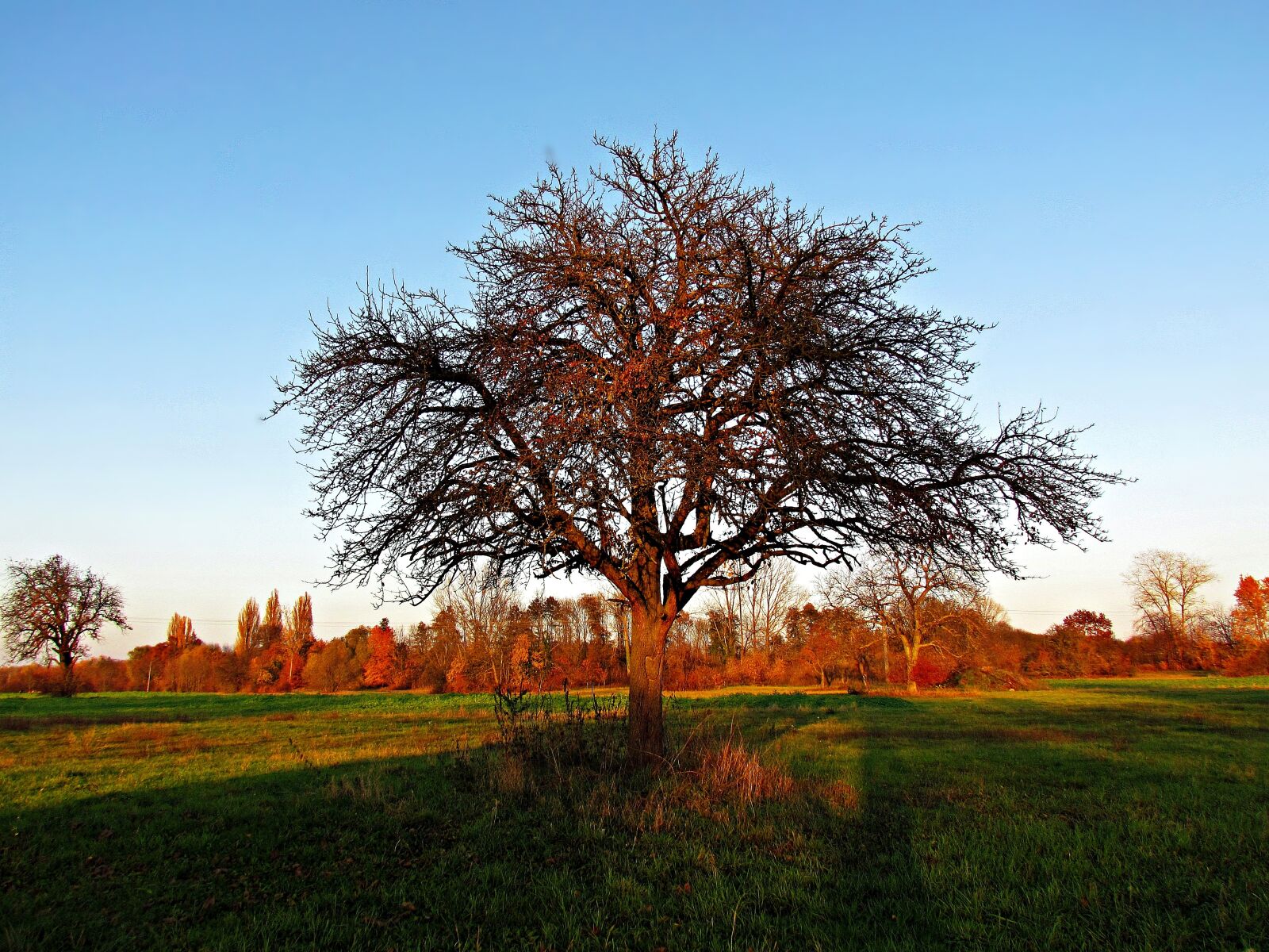 Canon PowerShot SX30 IS sample photo. Spring, tree, field photography