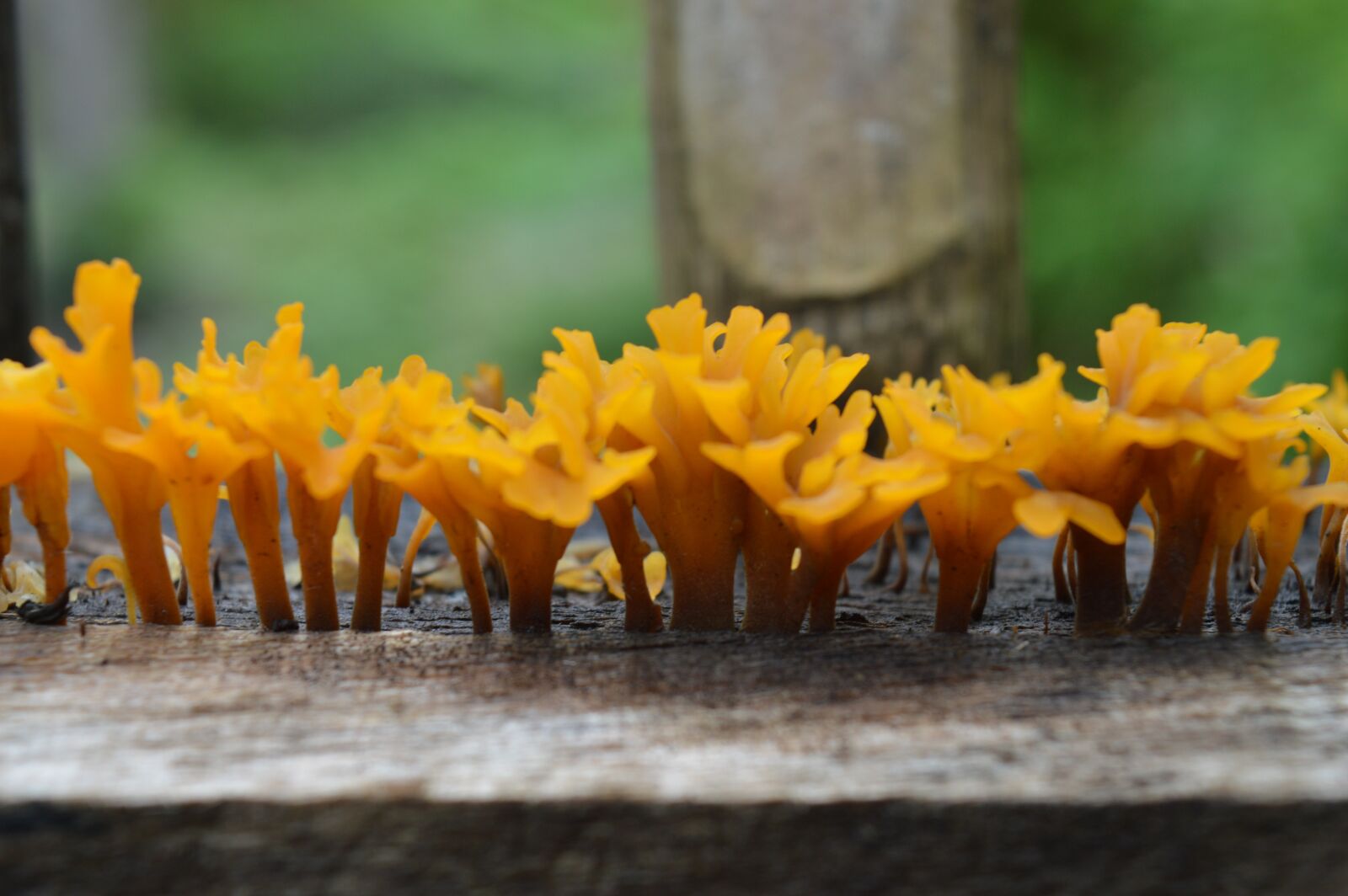 Nikon D3200 sample photo. Fungus, wood fungus, mushroom photography