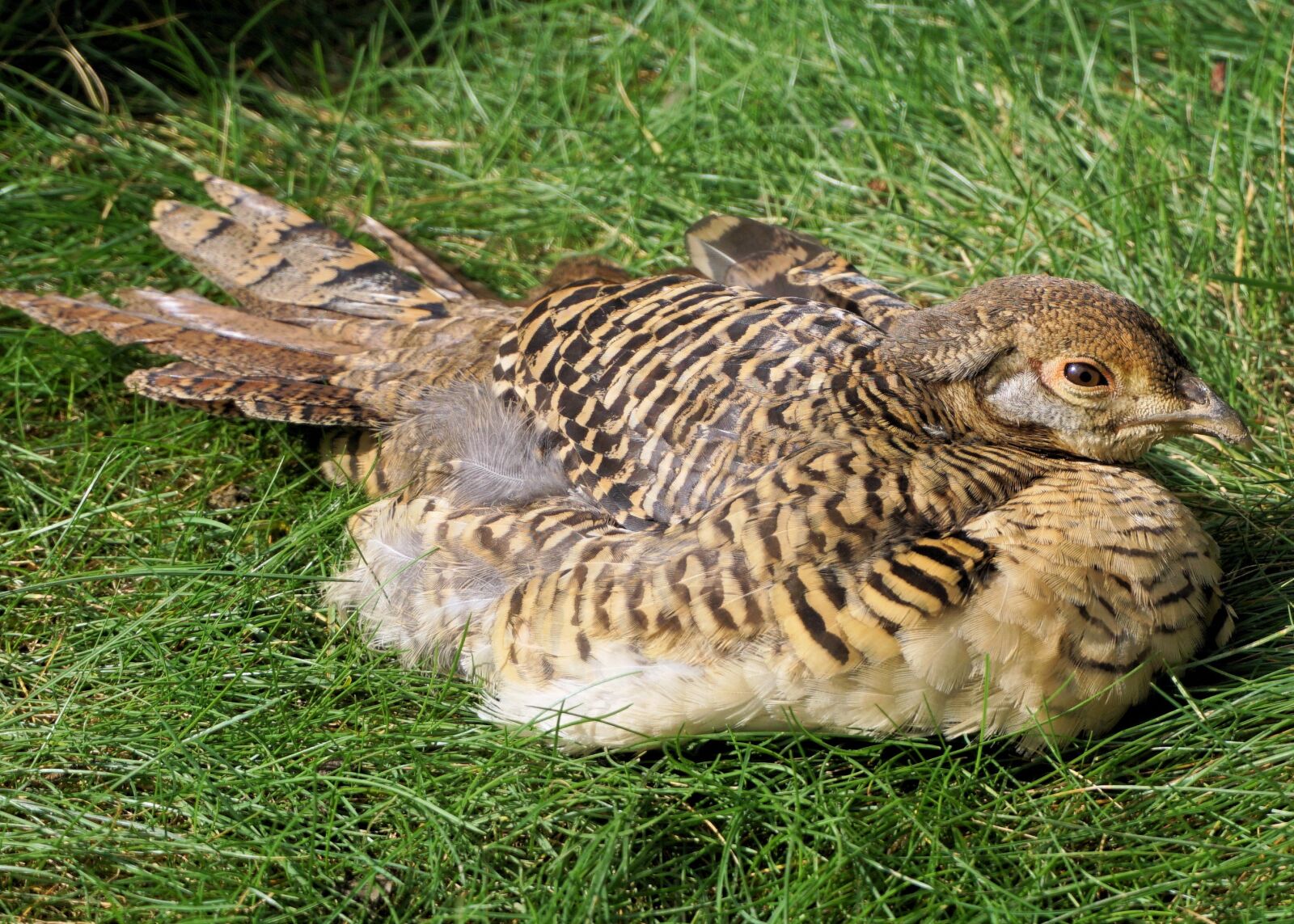 Sony a6000 sample photo. Pheasant, goldfasan, female photography
