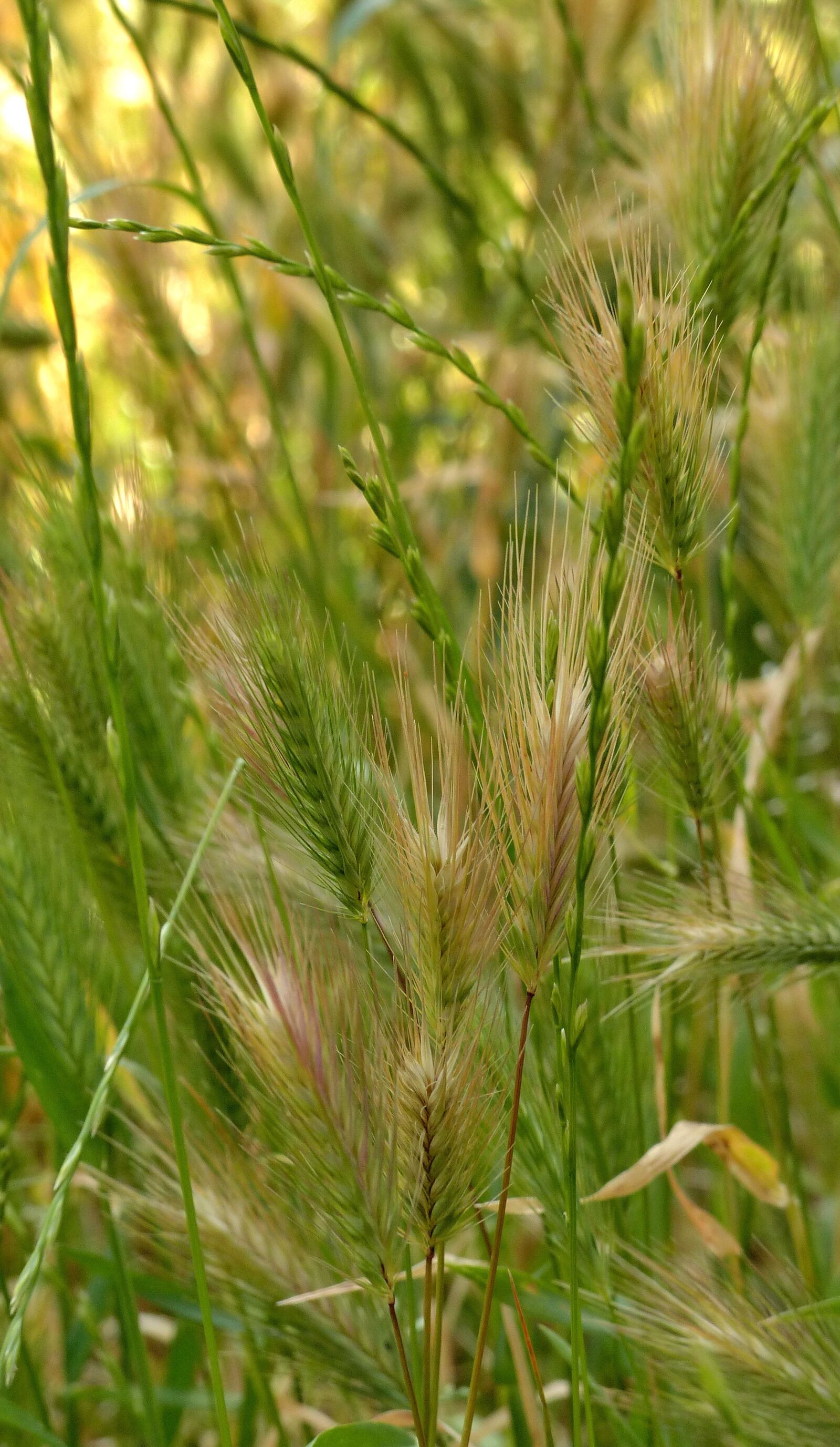Panasonic Lumix DMC-FZ200 sample photo. Spikelets, wheat, bread photography