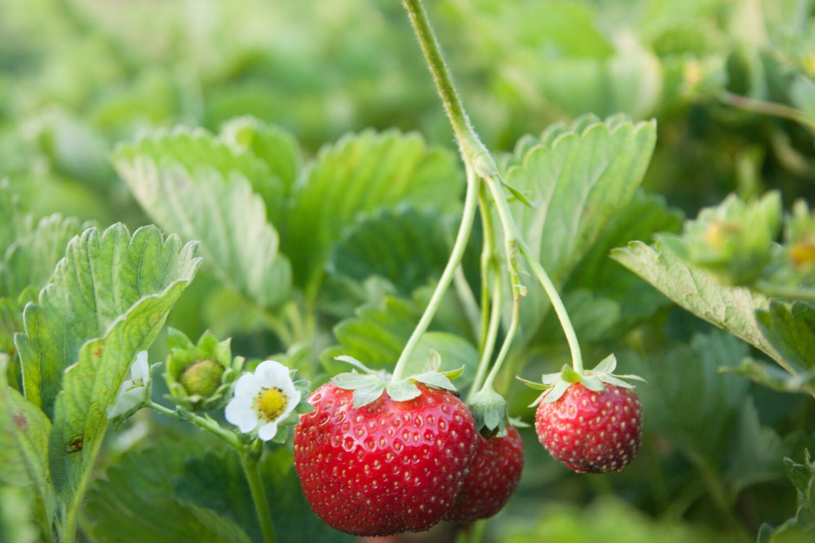 Canon EOS 40D sample photo. Strawberries, field, green photography