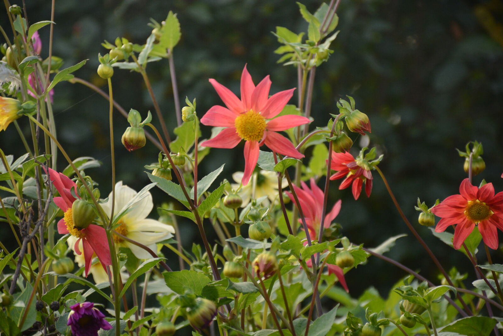 Nikon D7100 sample photo. Beautiful, flowers, beauty, nature photography