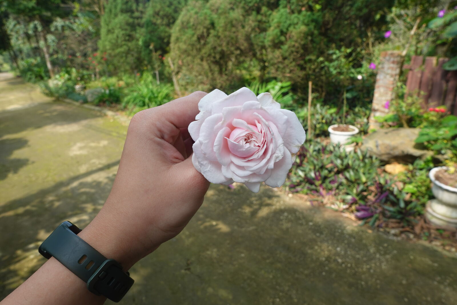 Sony ZV-1 sample photo